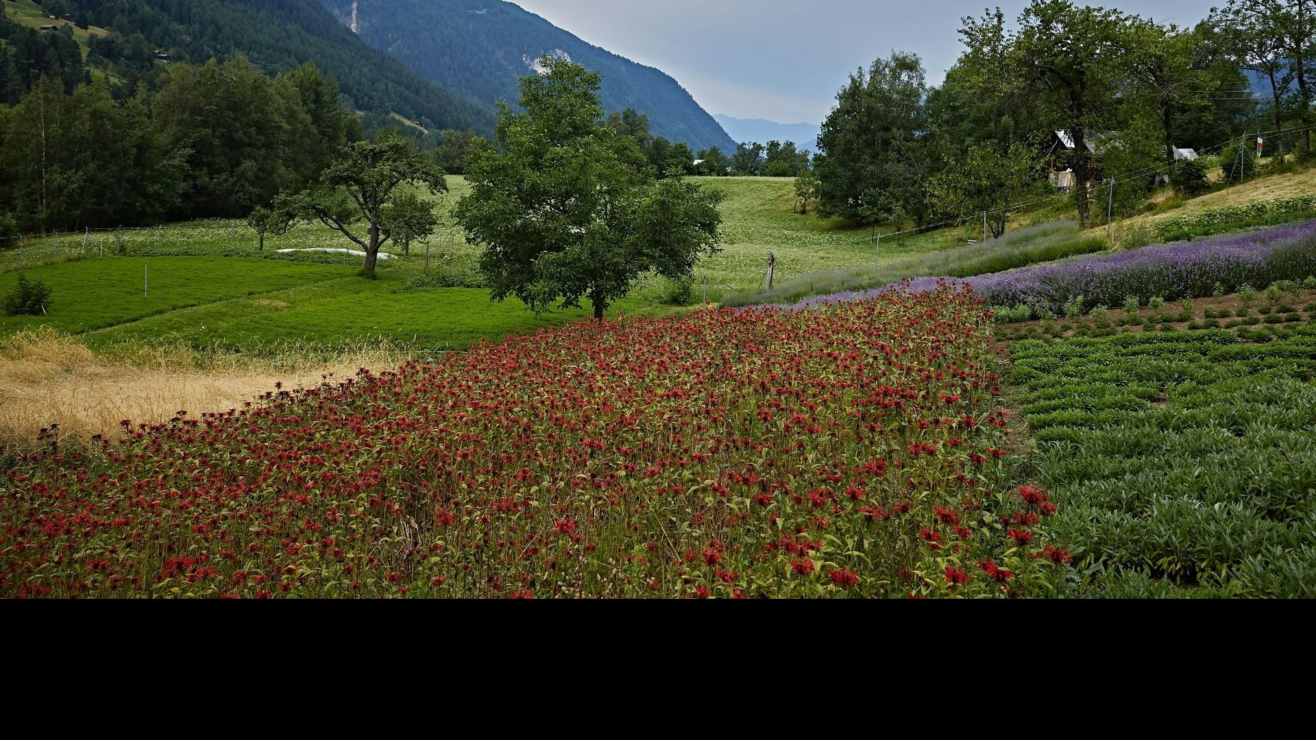 Culture d'herbes de montagne et quelques arbres fruitiers en arrière-plan
