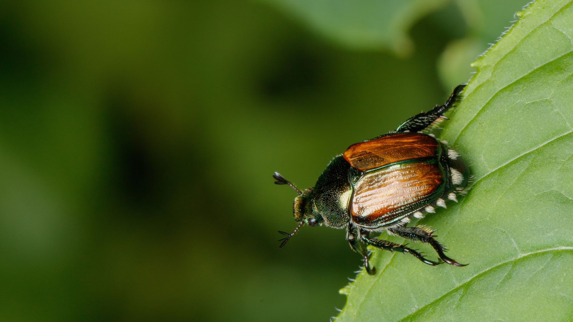 Scarabée japonais en gros plan vu de dessus