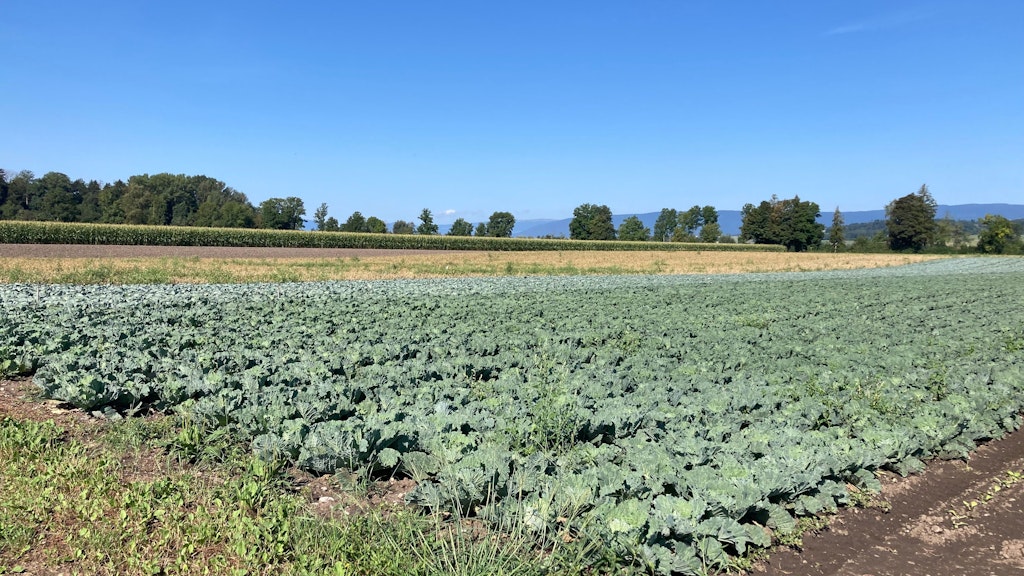 Le projet d’utilisation durable des ressources « Remplacer l’azote des engrais minéraux » a pour objectif d’améliorer de manière ciblée l’utilisation de l’azote provenant des engrais de ferme et des engrais de recyclage, en combinant des approches organisationnelles et structurelles avec des mesures techniques innovantes.