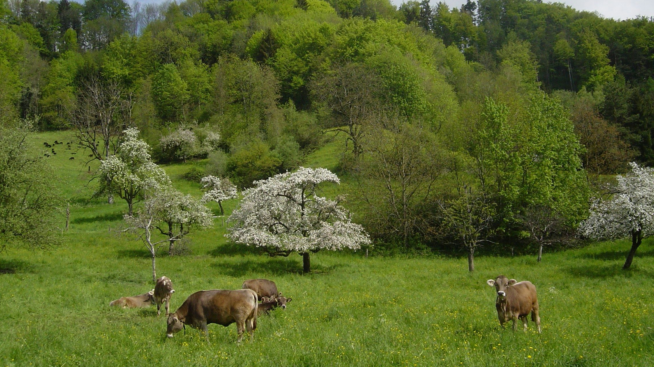 Paysage avec des vaches et des arbres