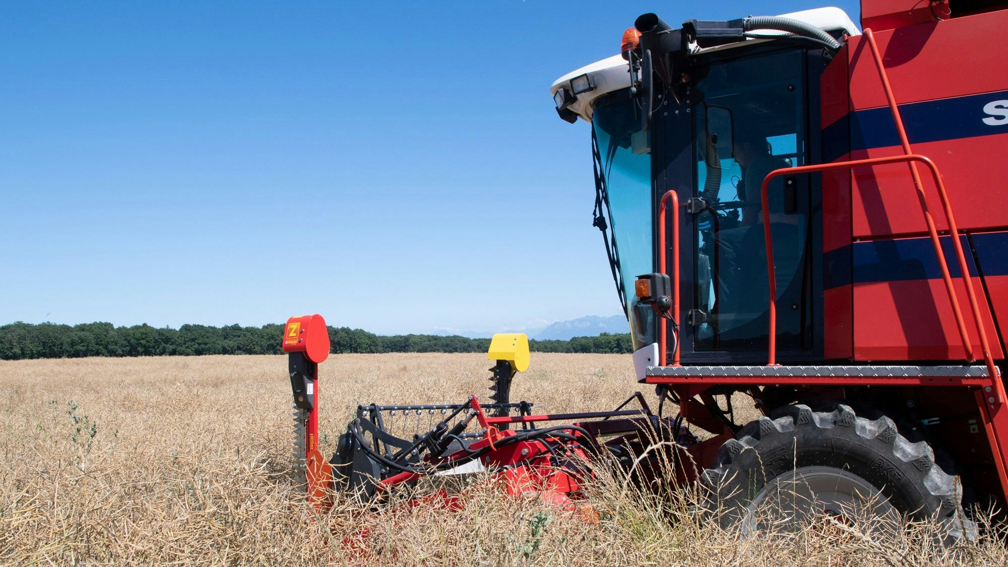 Champ de colza prêt à être récolté avec moissonneuse-batteuse