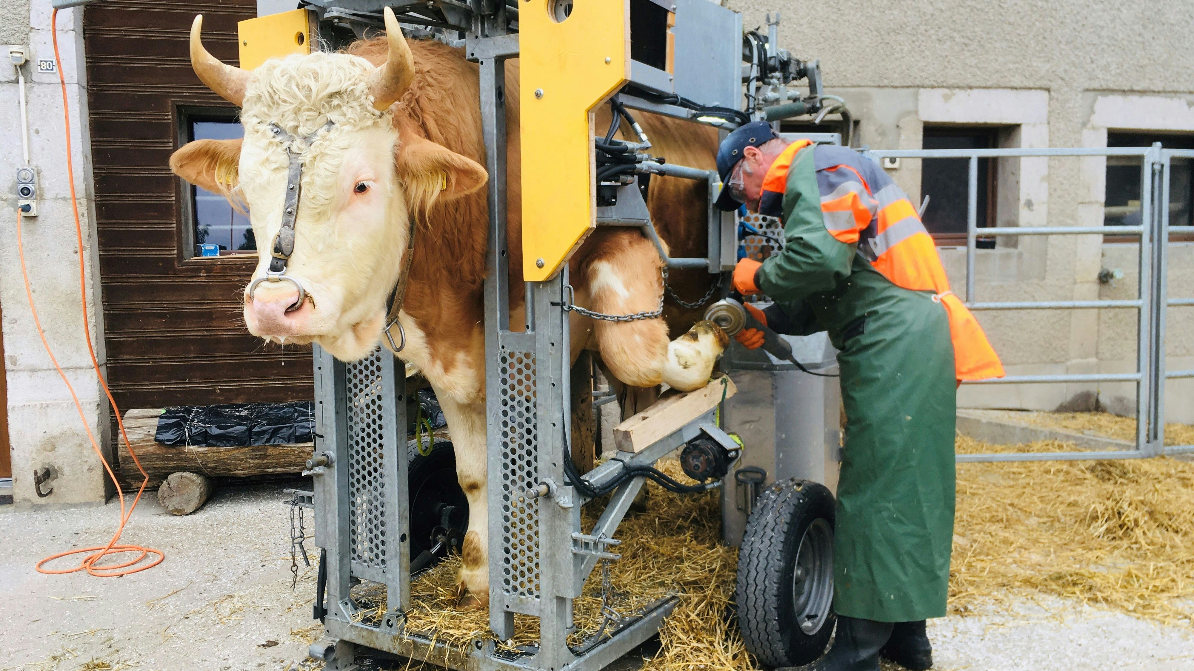 Une vache dans le pédiluve
