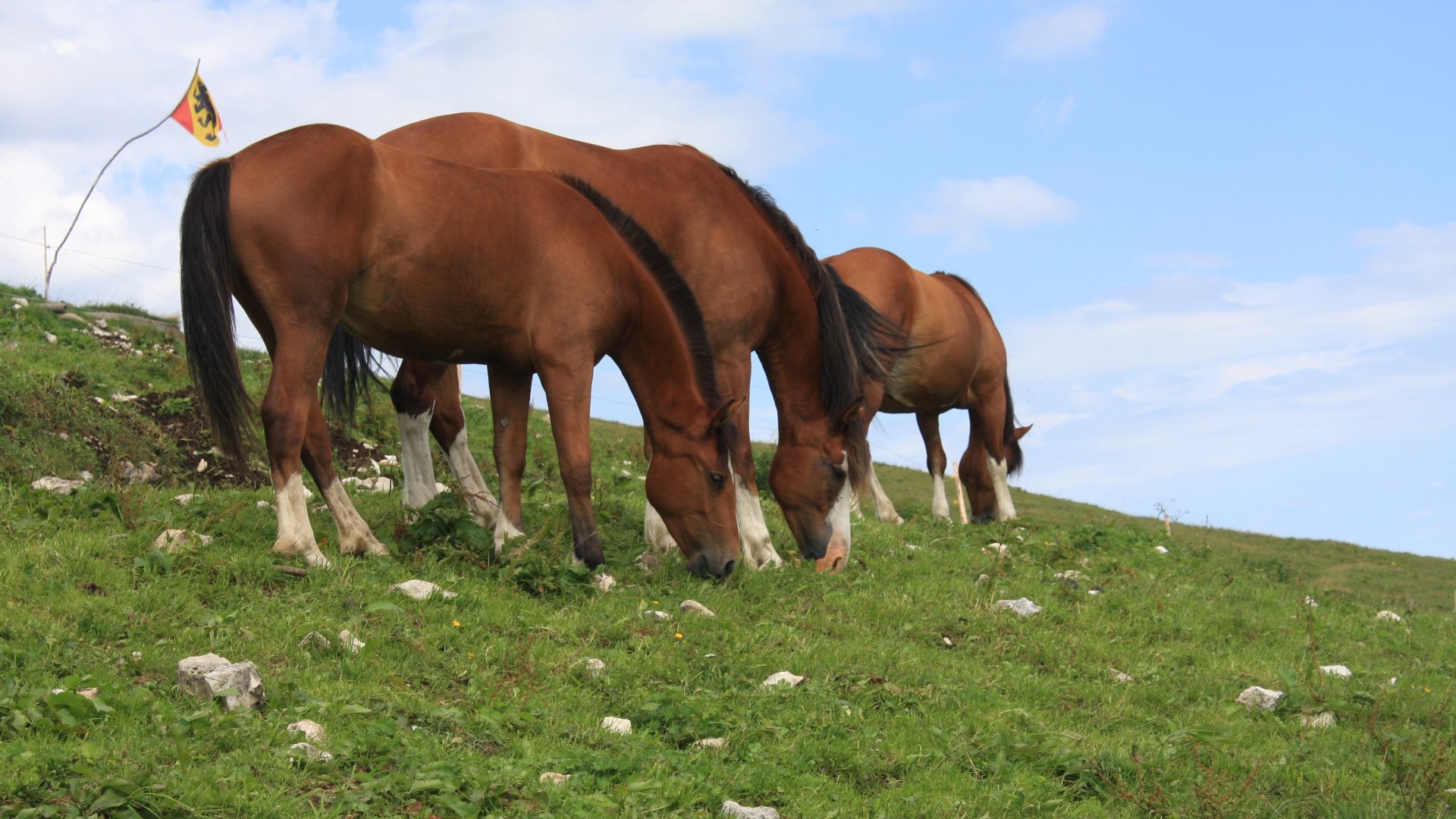 Chevaux de Franches-Montagnes 