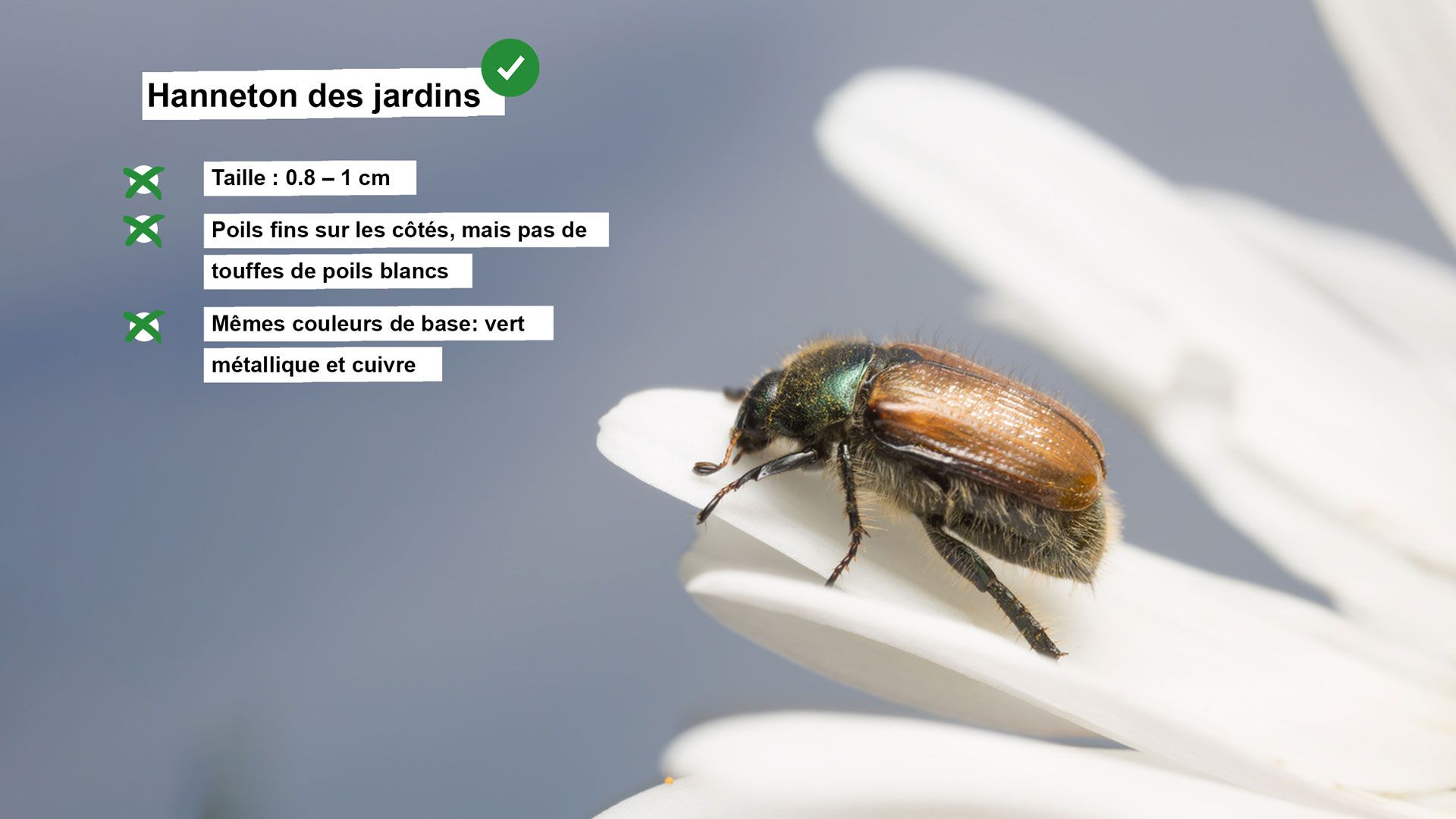 Fiche d'information sur le hanneton des jardins