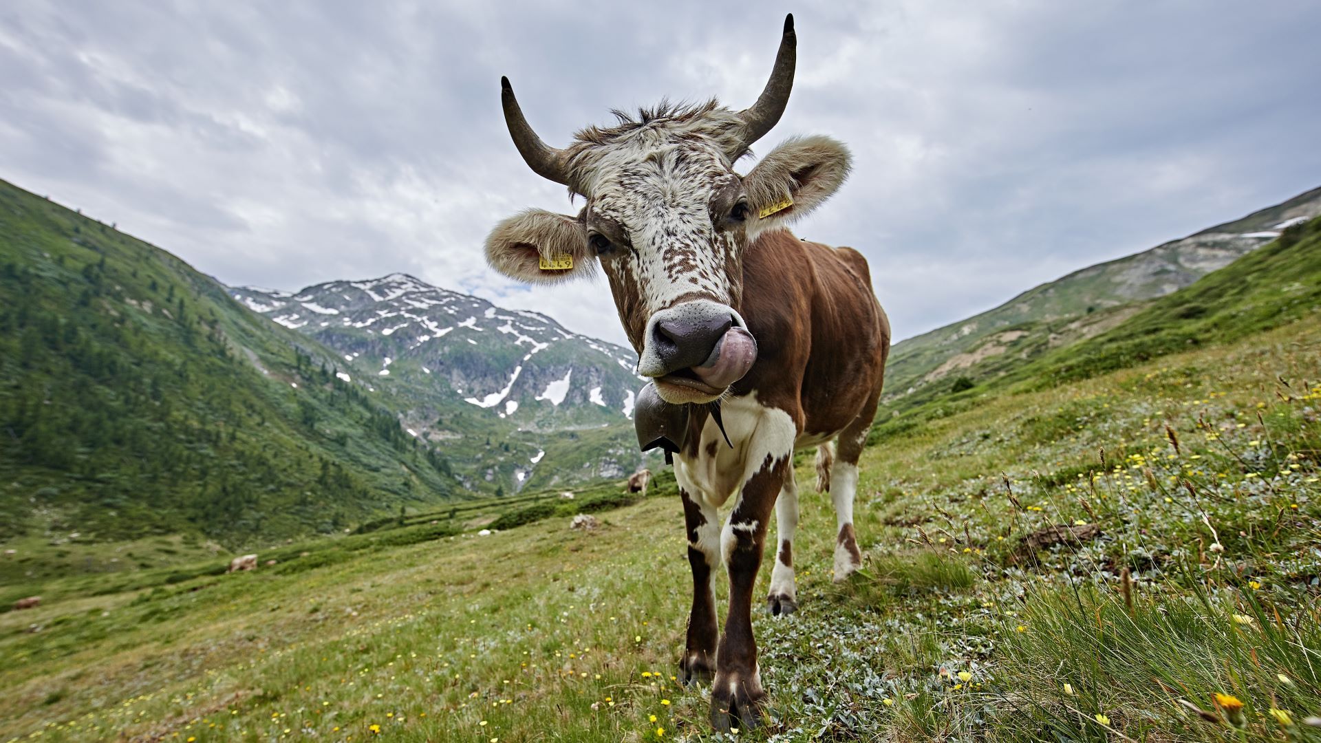 Vache sur un pâturage d'estivage