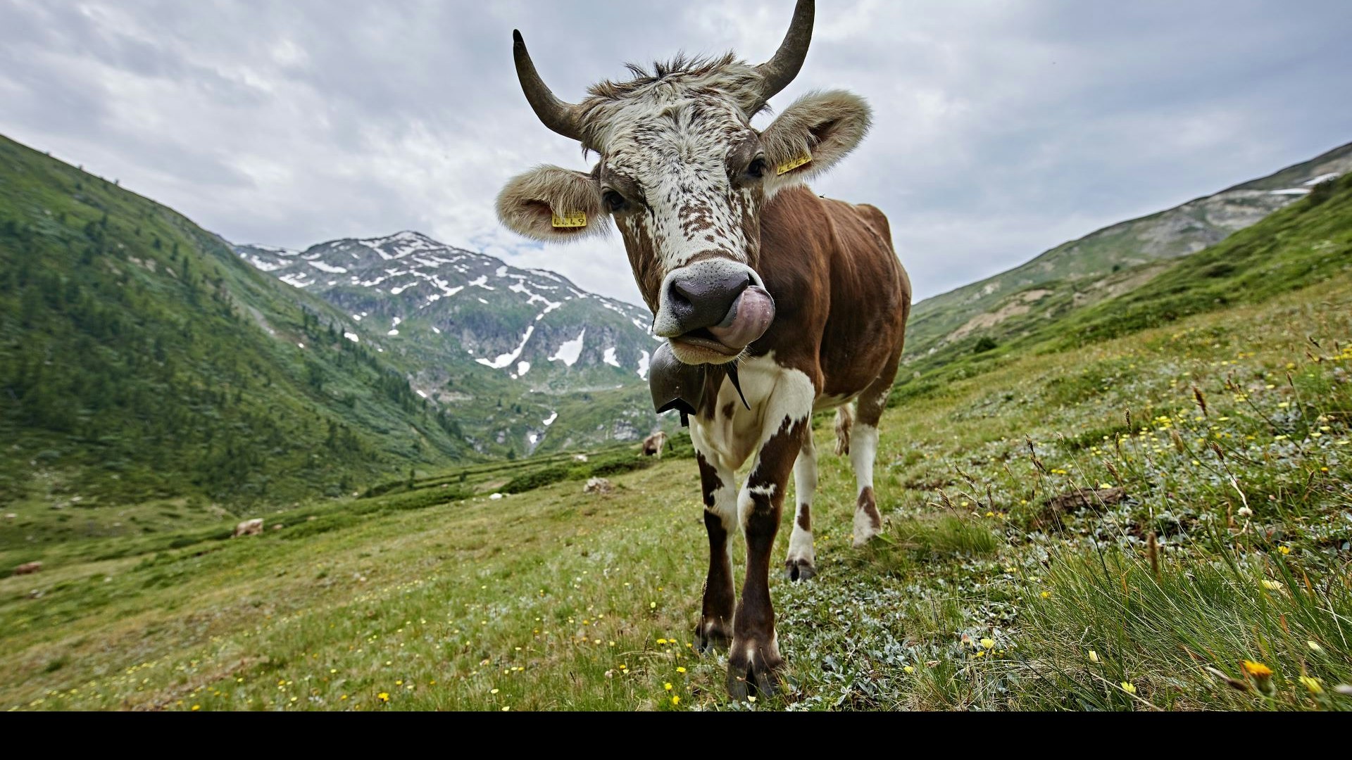 Vache sur un pâturage d'estivage