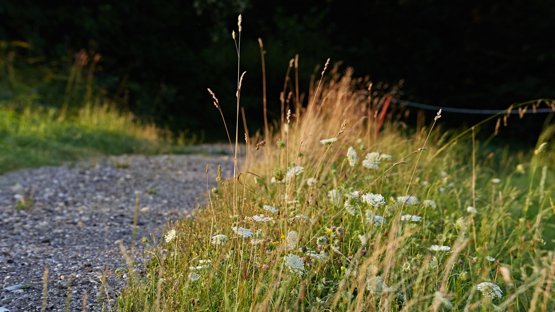 Bande fleurie au bord du chemin