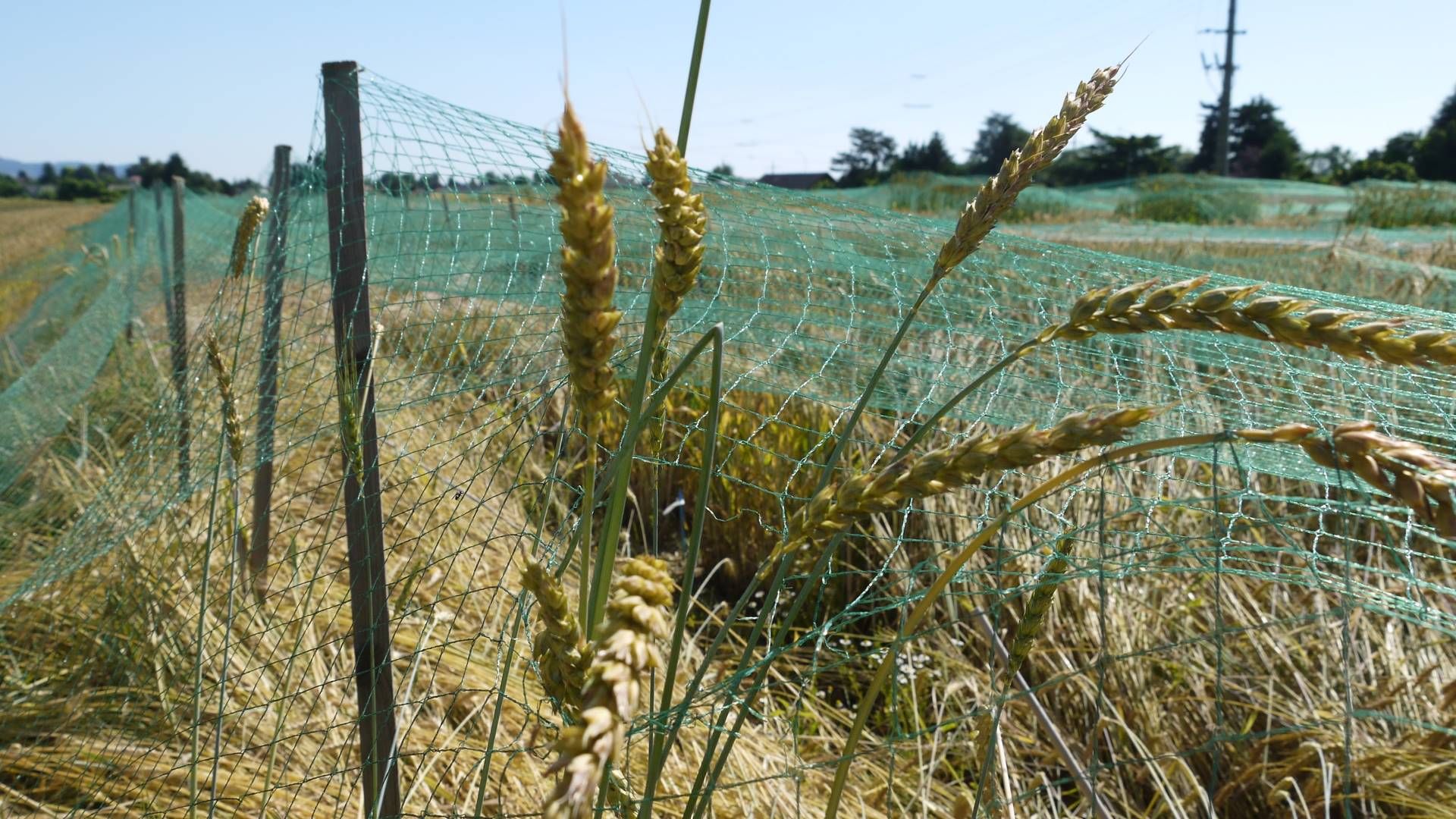 Le blé est cultivé et multiplié pour la banque de gènes sous des filets. 
