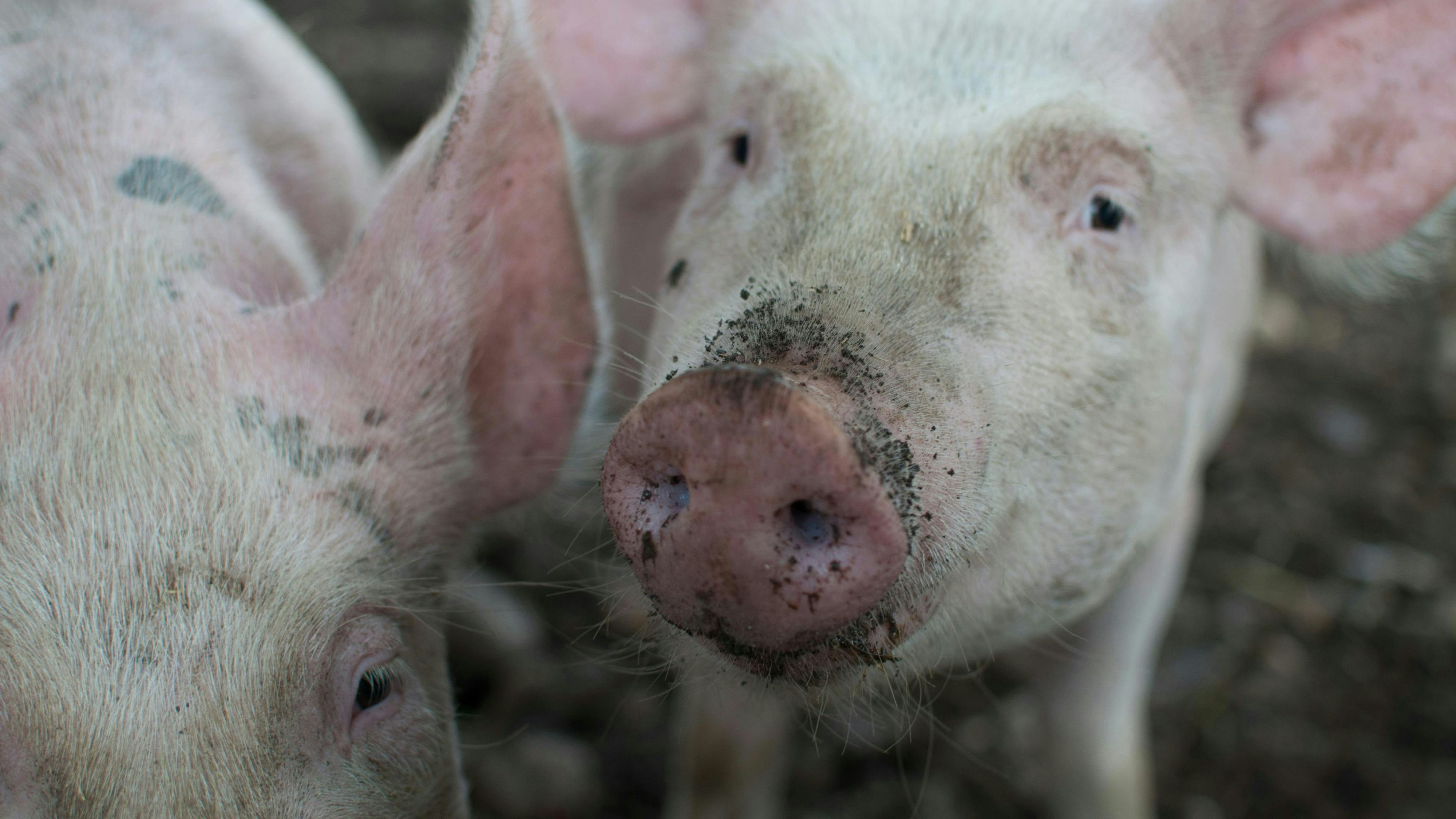 Deux porcs à l'engrais