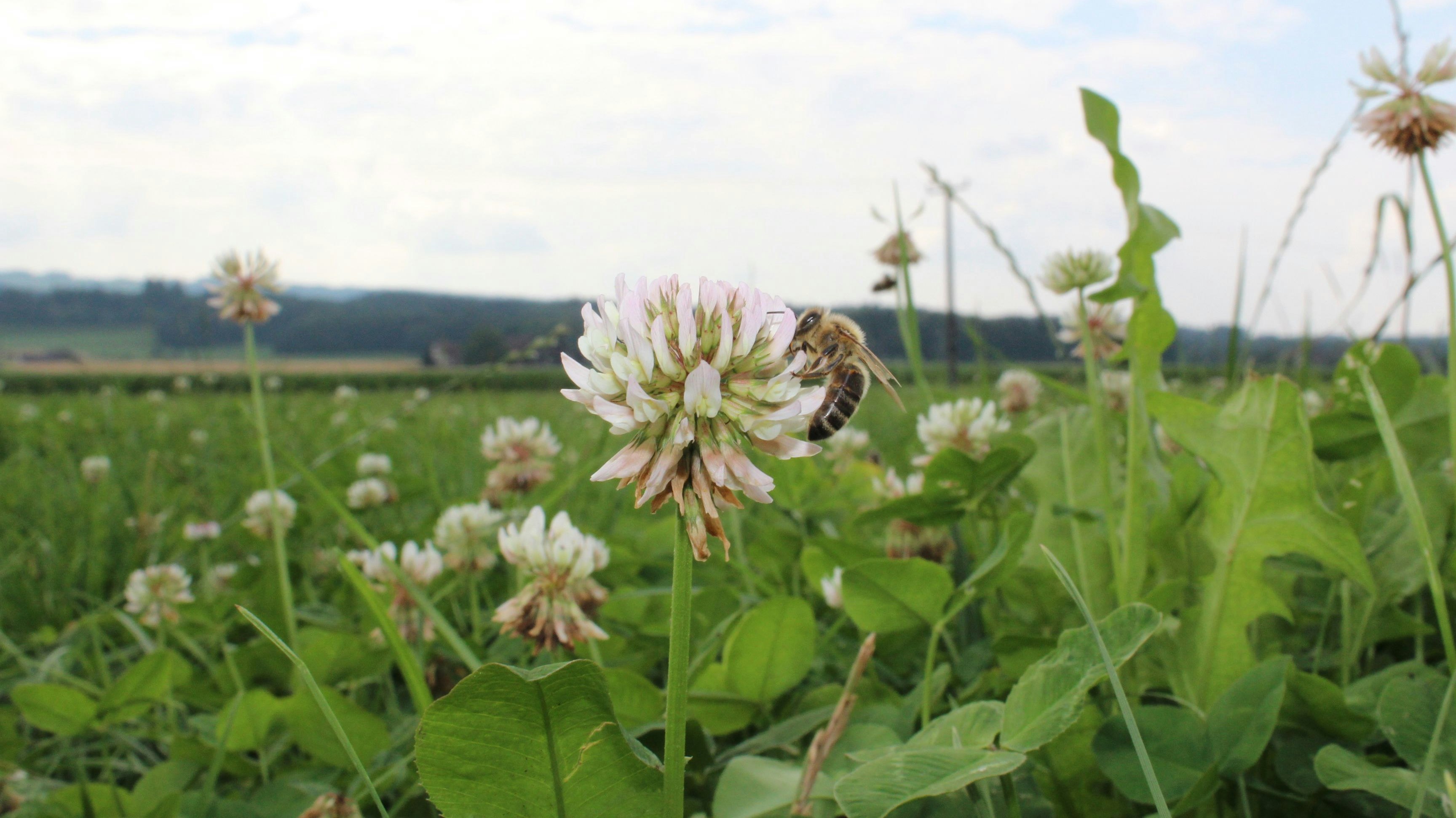 Abeille à miel sur trèfle