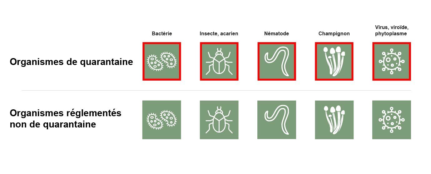 Aperçu des 5 organismes de quarantaine et des Organismes réglementés non de quarantaine
