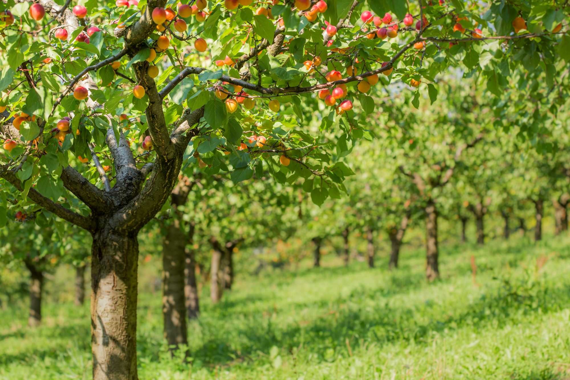 Plantation d'abricotiers