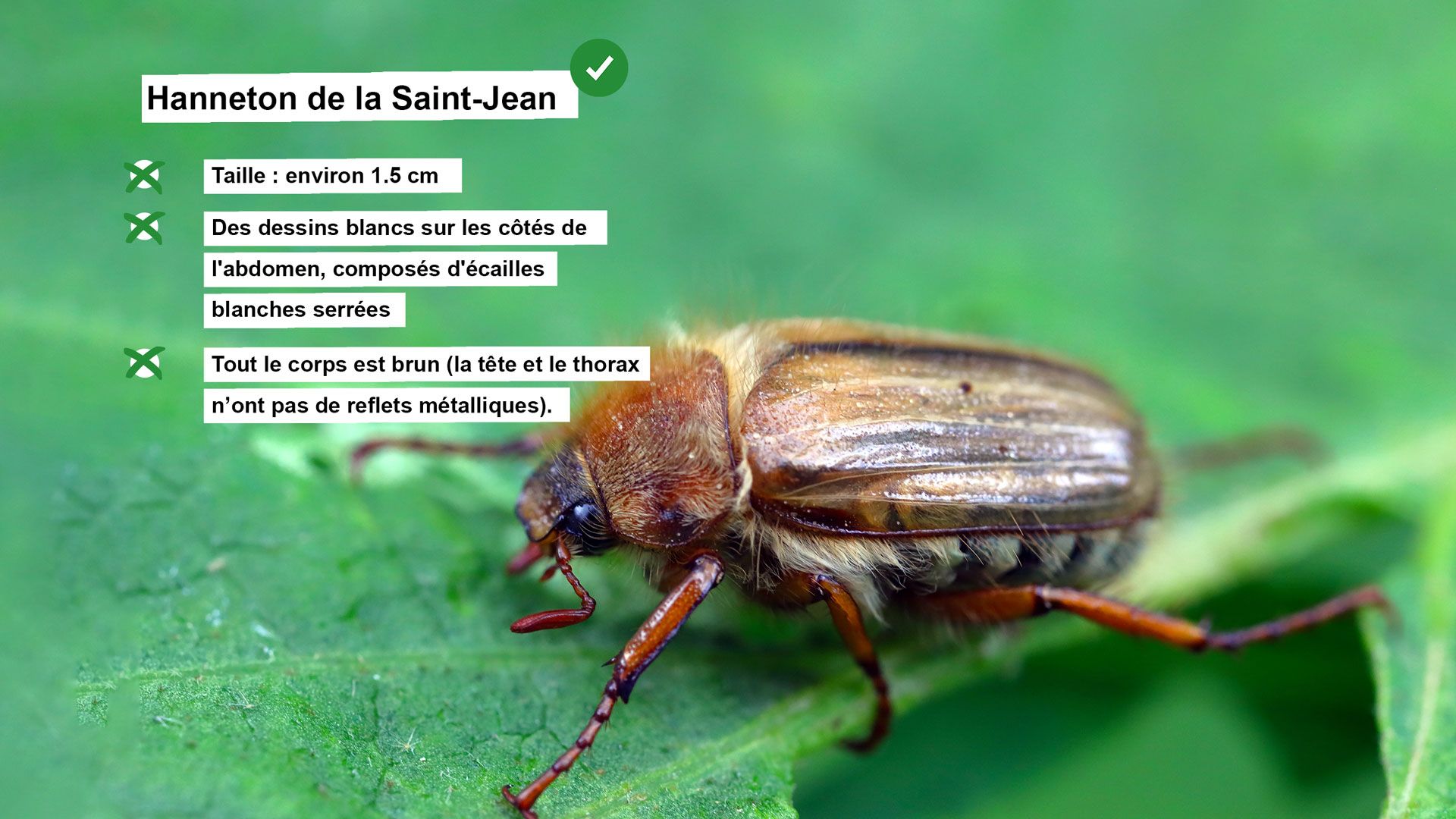 Fiche d'information sur le hanneton de la Saint-Jean