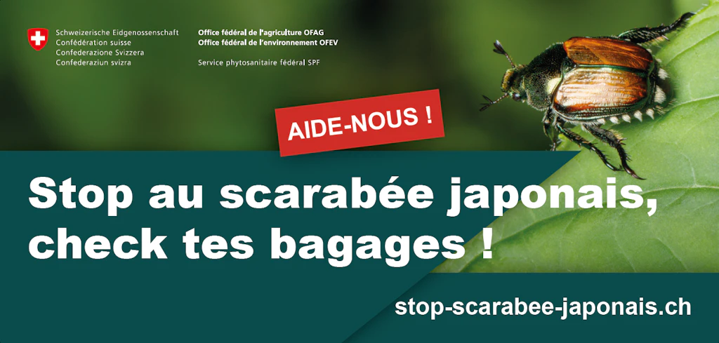 Visuel de la campagne de l’OFAG avec une photo d’un scarabée japonais sur une feuille verte, accompagnée du slogan : « Stop au scarabée japonaisCheck tes bagages ! » avec un encadré rouge portant l’inscription « Aide-nous ! »