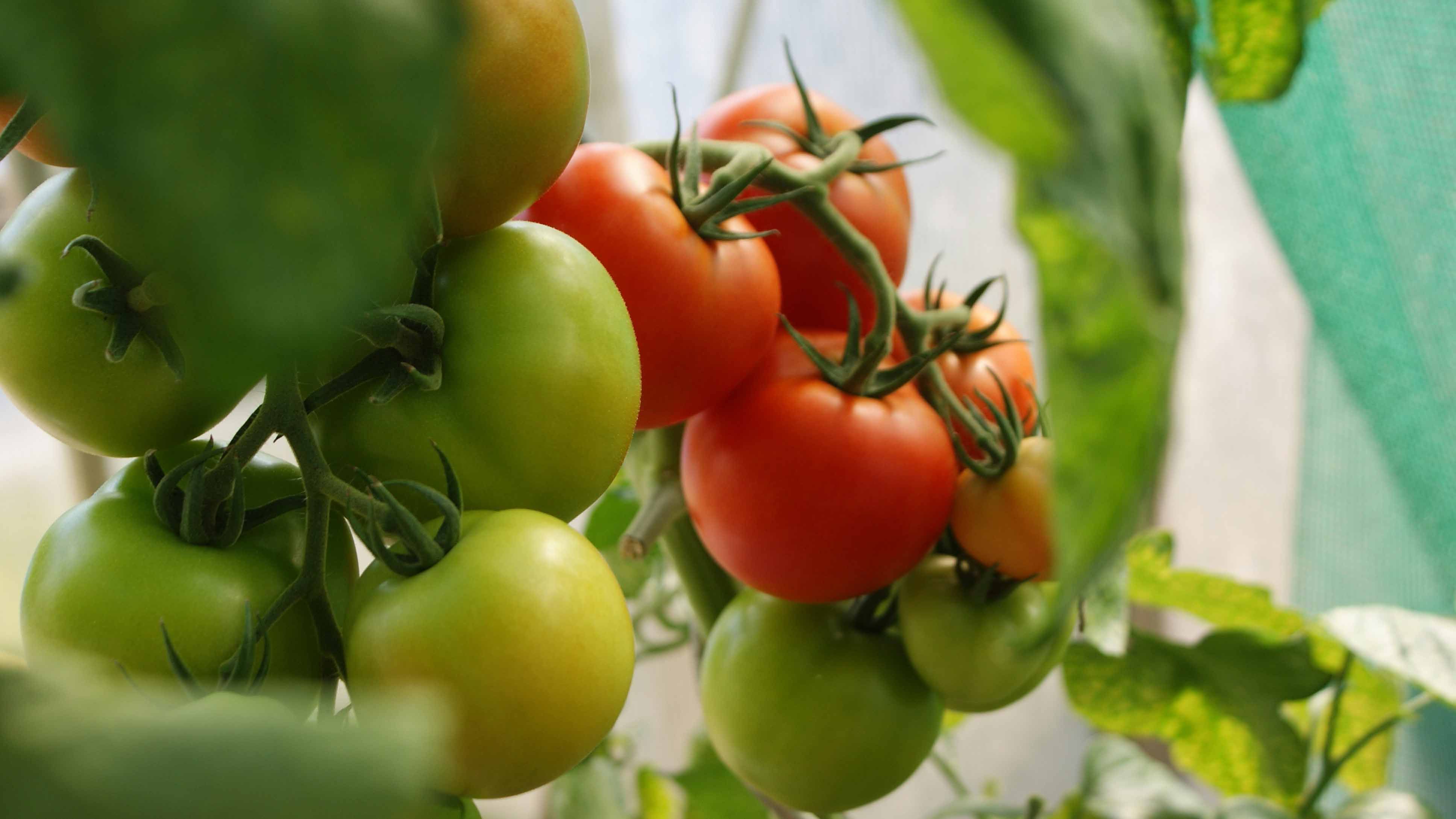 tomates