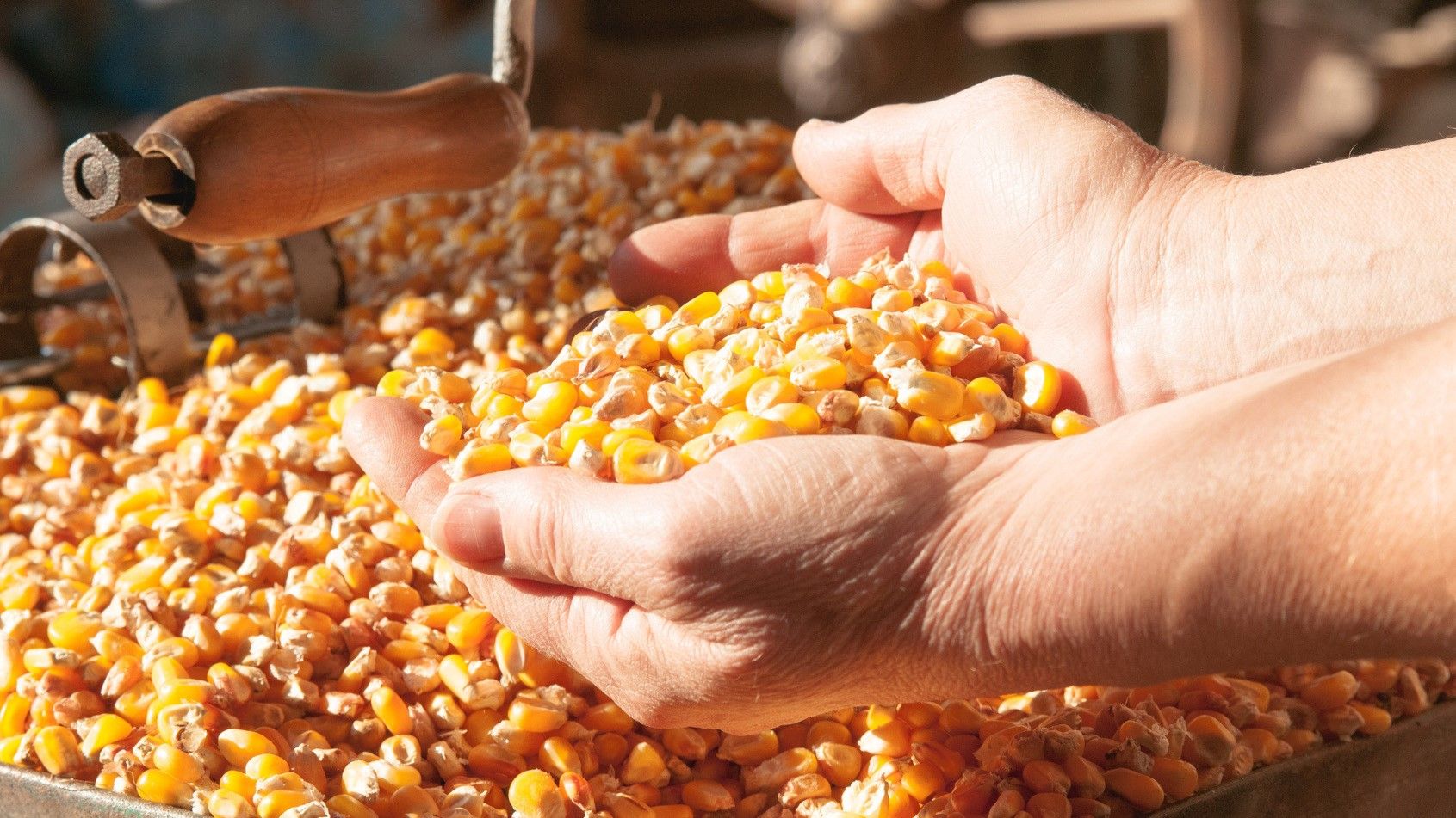 Quelqu'un pèse des grains de maïs dans ses mains