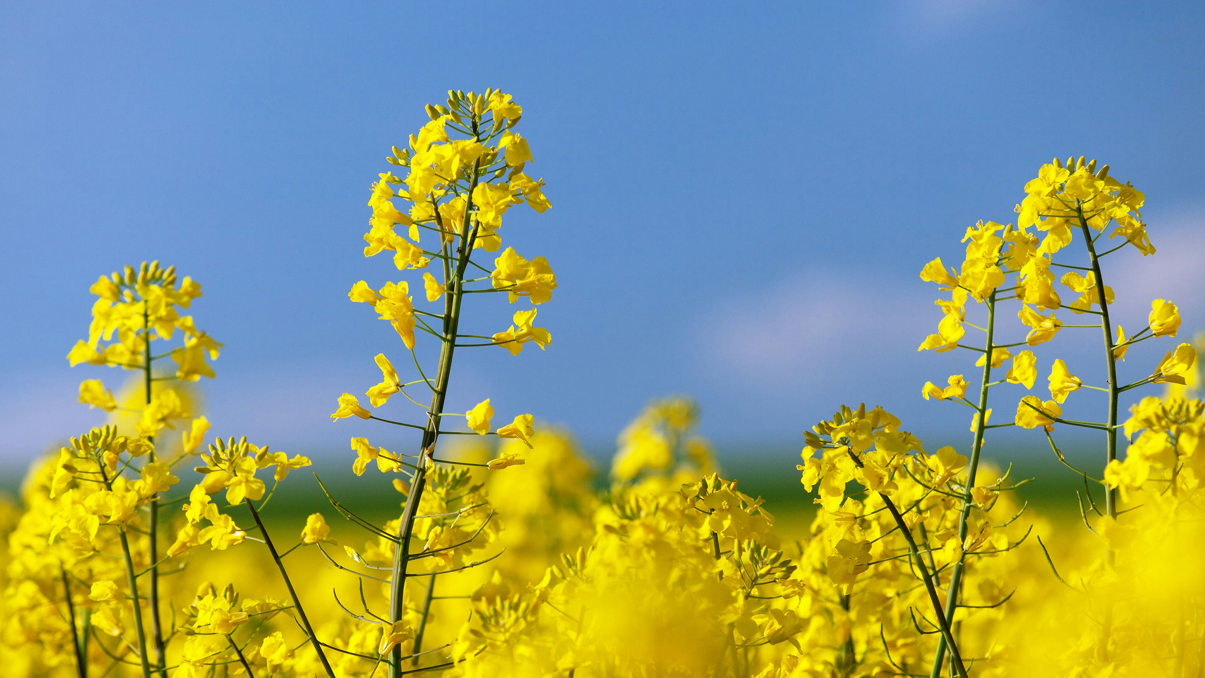 Gros plan sur des fleurs de colza.