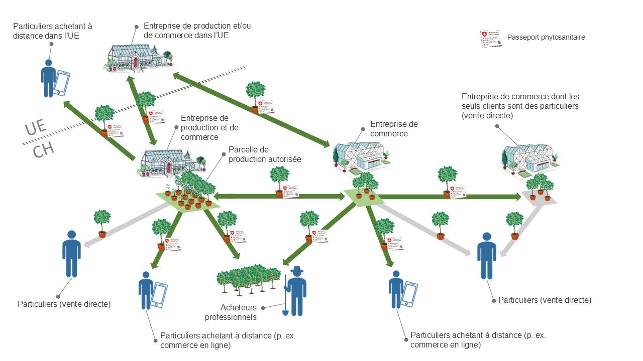 Représentation graphique du système de passeport phytosanitaire.