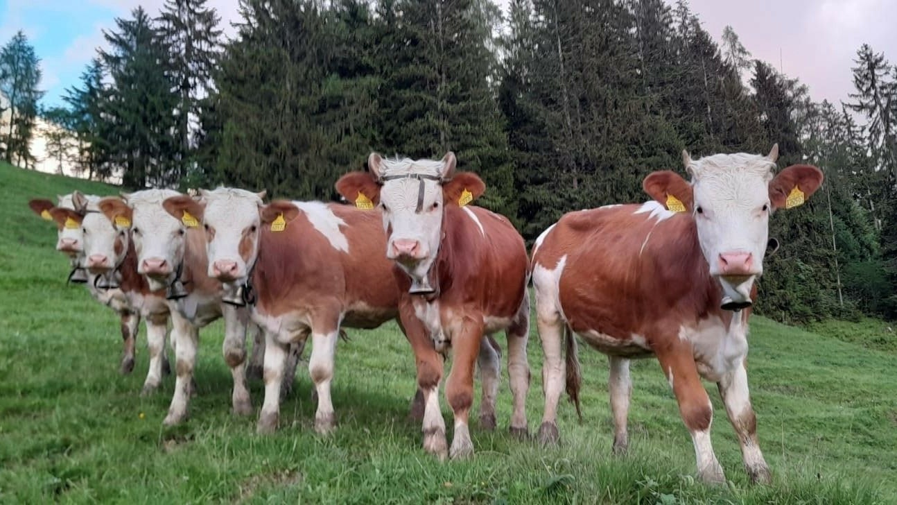 Six vaches dans un pâturage regardent en direction de l’appareil photo.