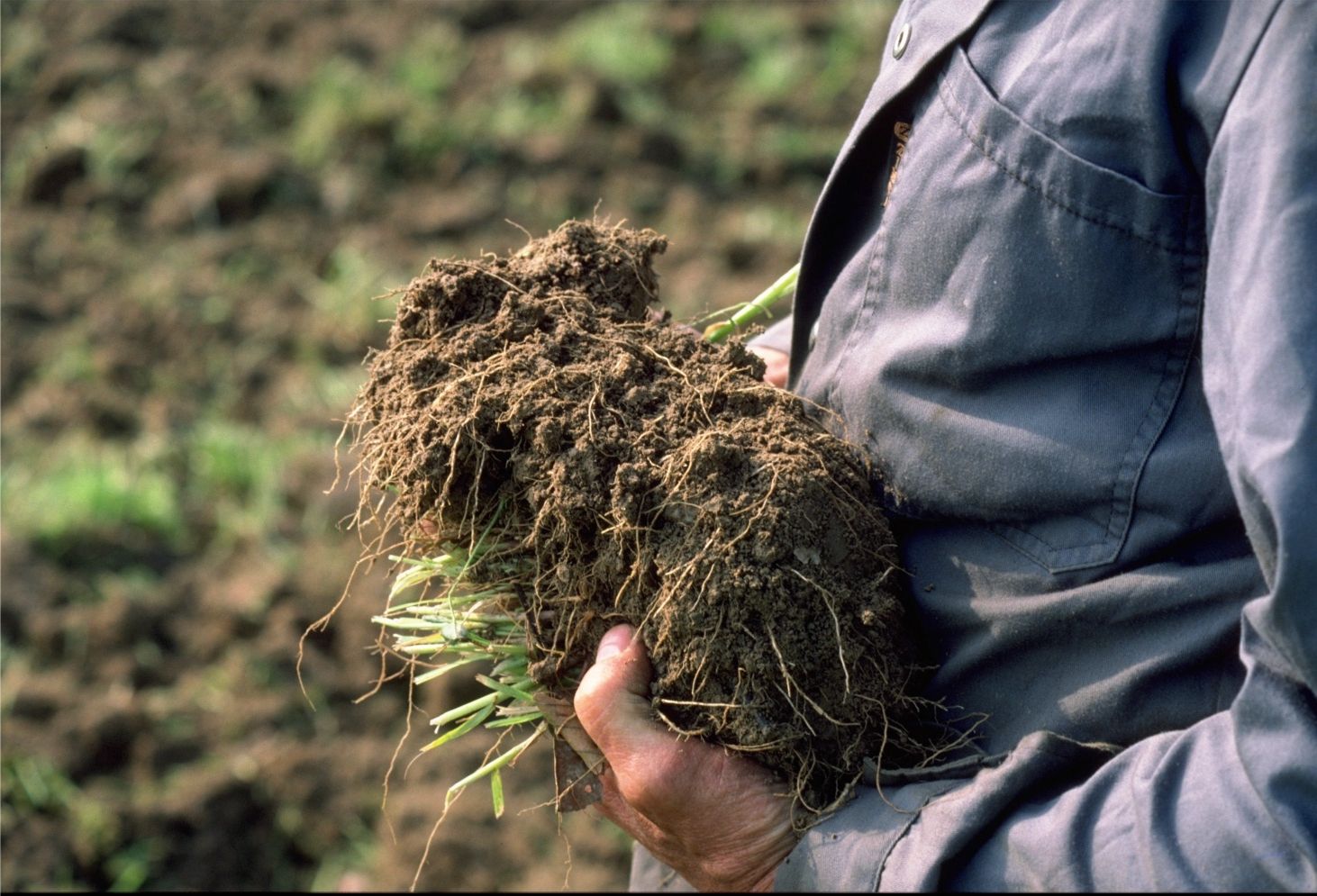 Une personne tient une balle de racines avec de la terre
