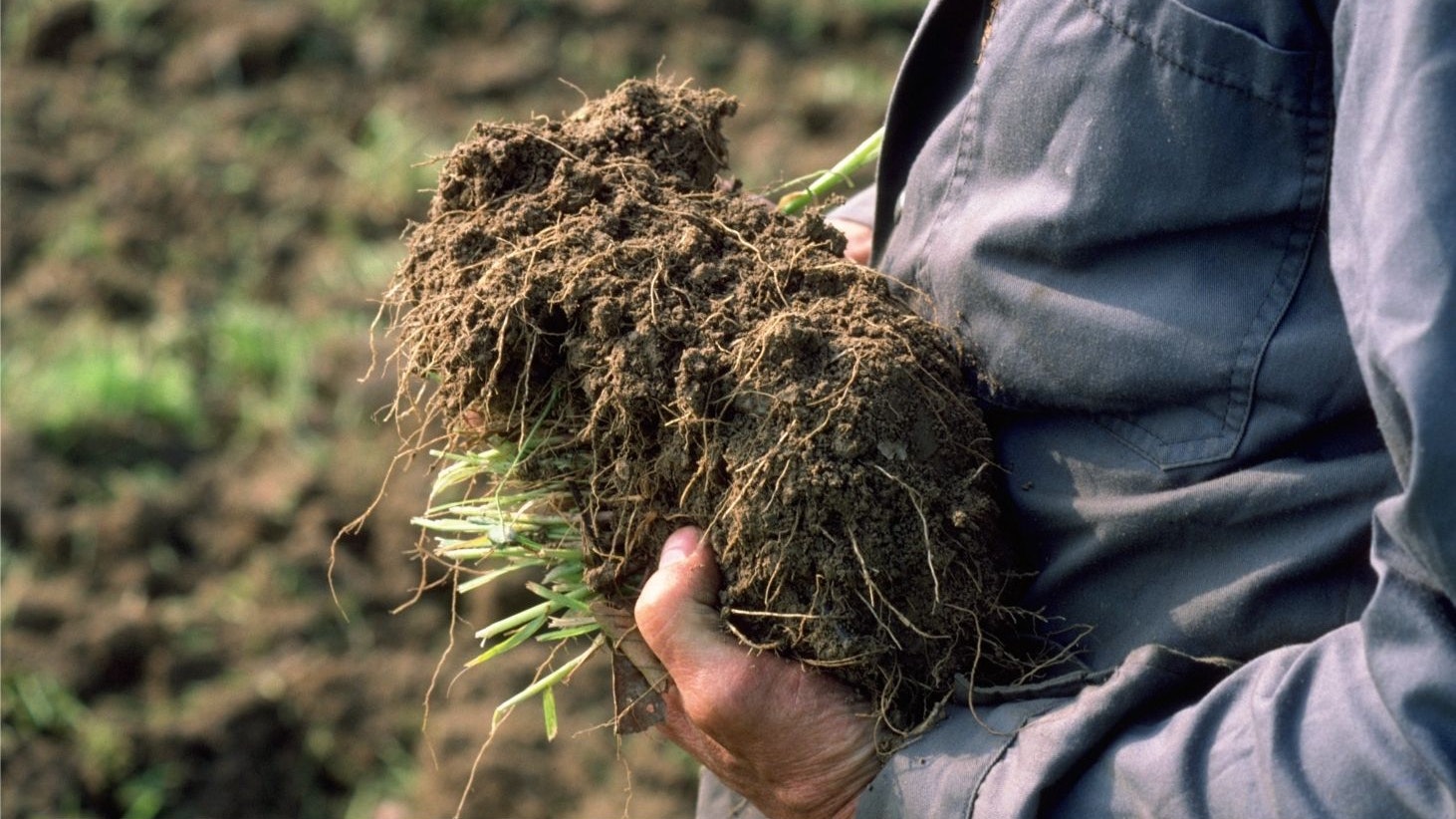 Une personne tient une balle de racines avec de la terre