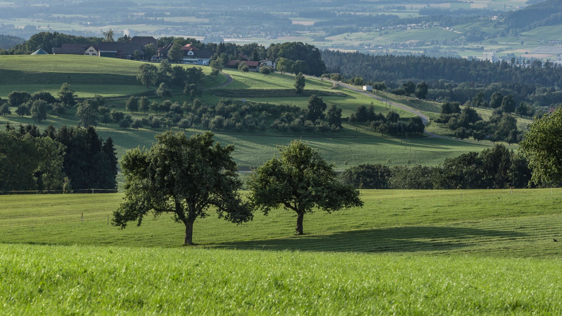 grands arbres isolés au milieu d'une prairie intense