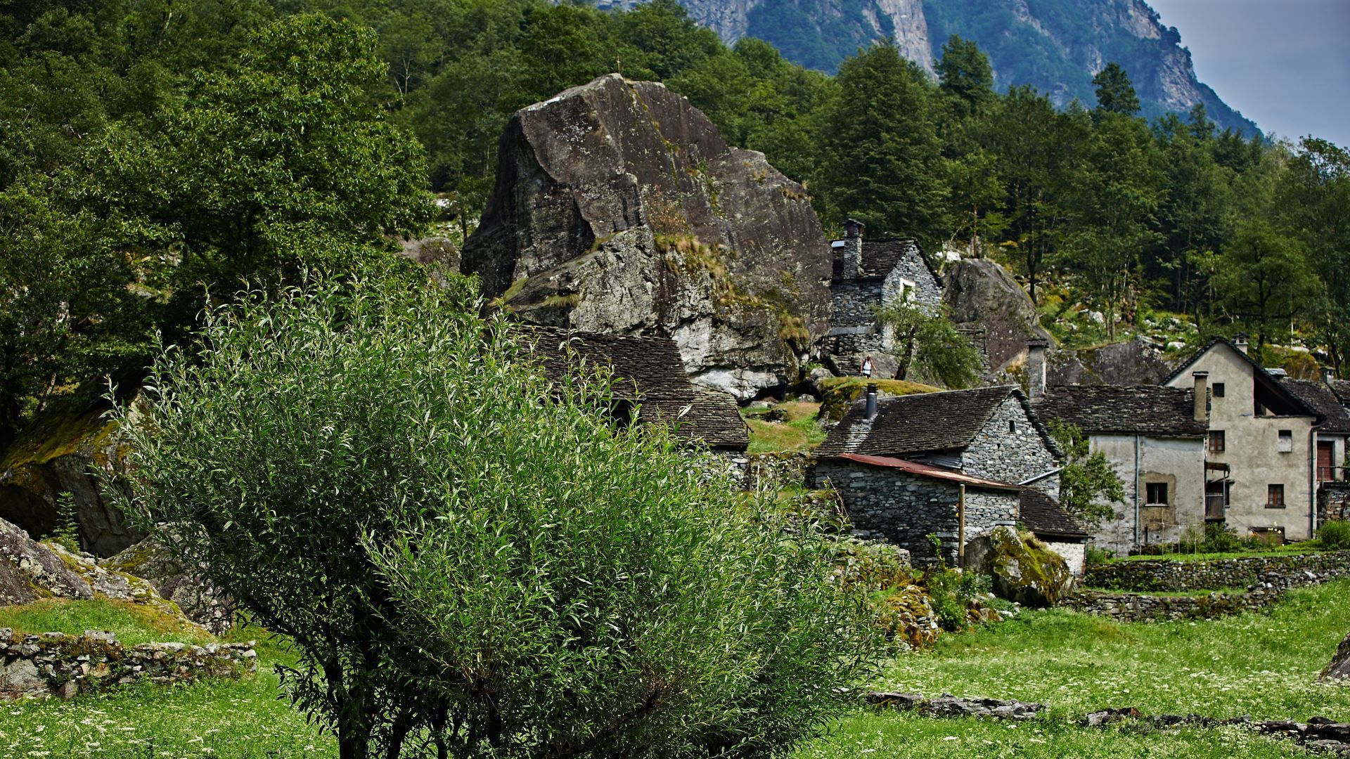 Saules têtards dans un pré. À l'arrière-plan, un petit village avec un gros bloc erratique.
