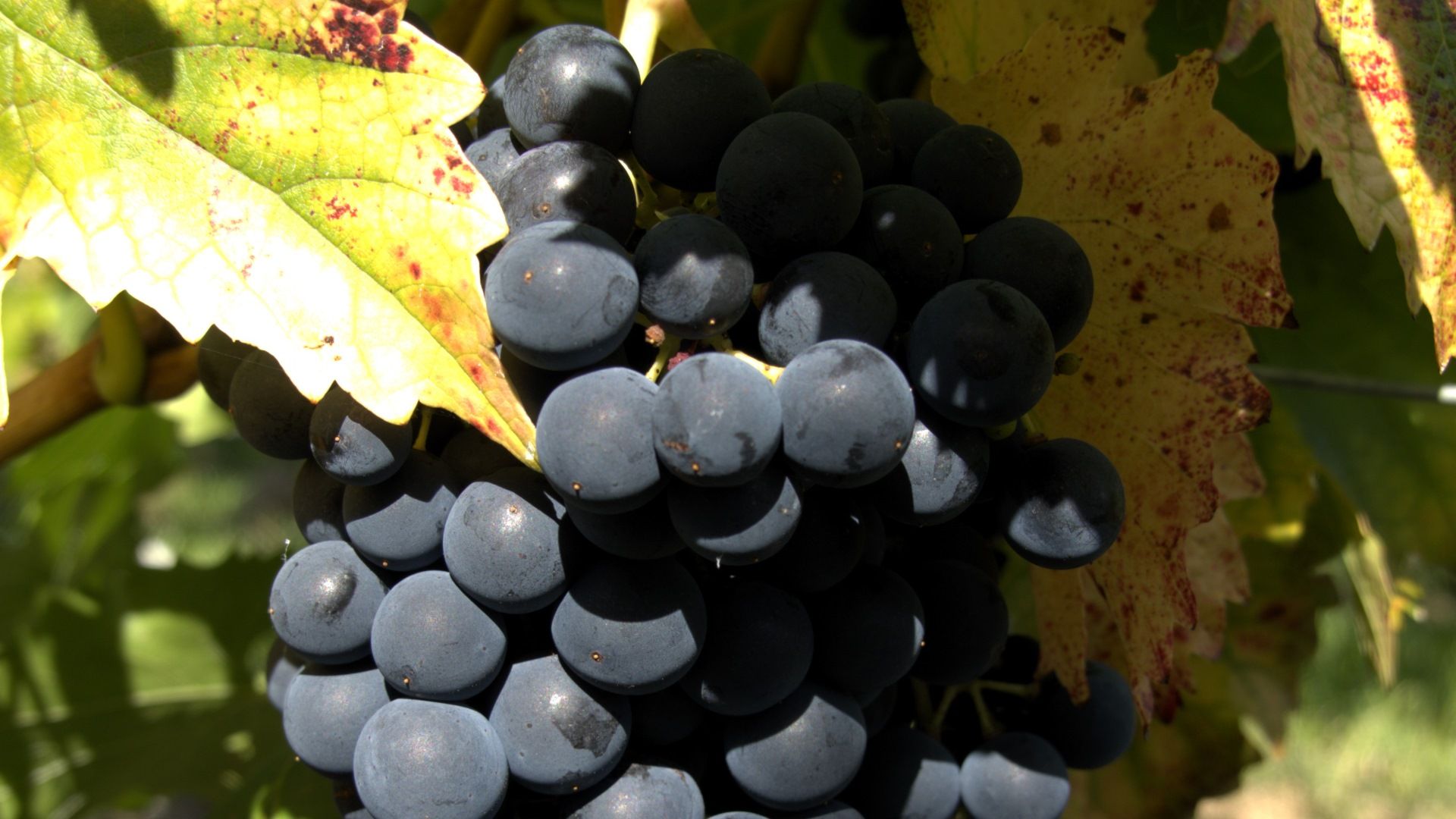 Le projet InnoPiwi montre les grappes et les feuilles saines d’un cépage résistant aux maladies fongiques.