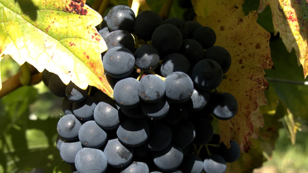 Le projet InnoPiwi montre les grappes et les feuilles saines d’un cépage résistant aux maladies fongiques.