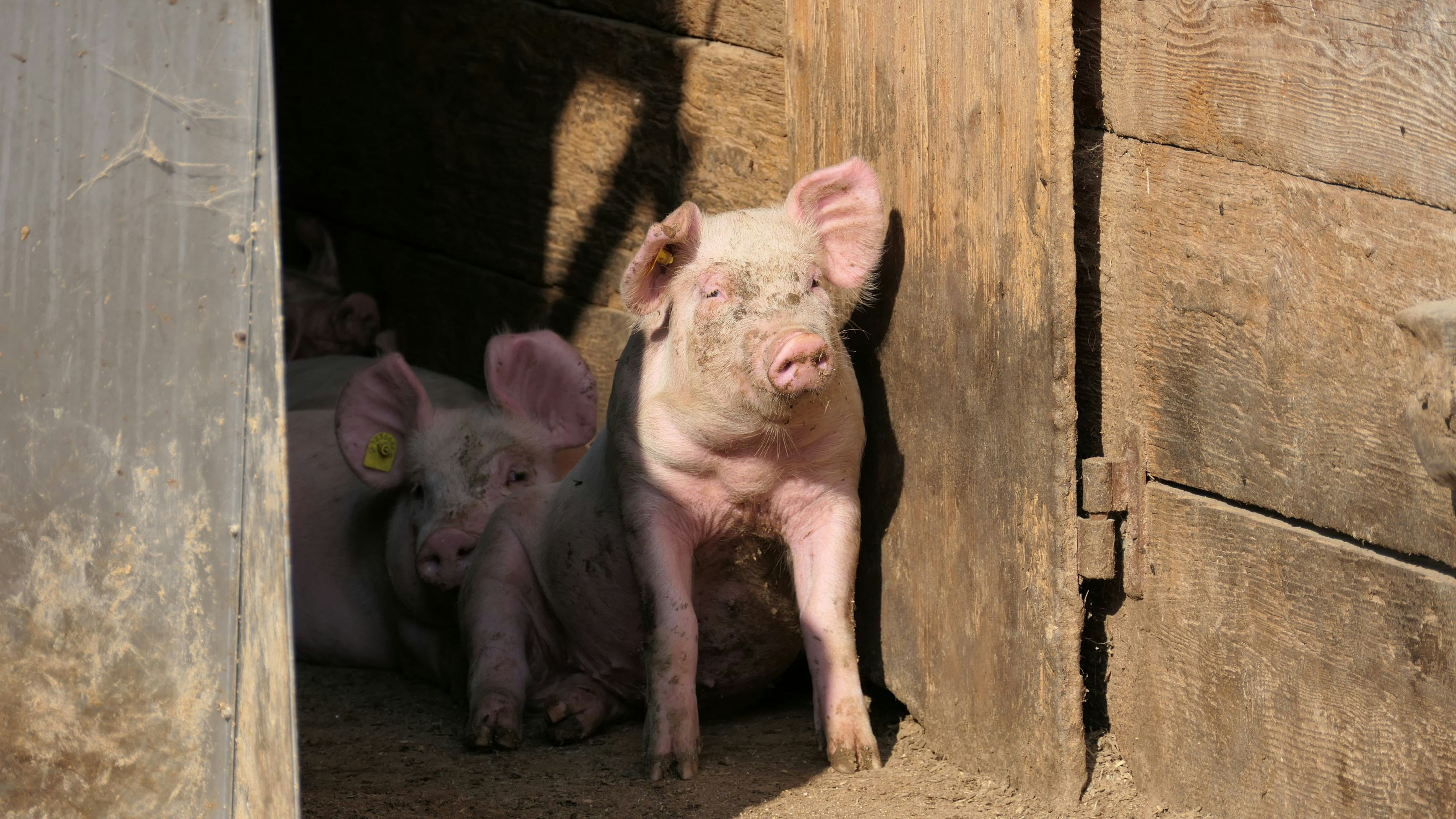 Les porcs dans les porcheries. Les porcheries sont des sources d'odeurs agricoles qui posent problème lorsqu'elles sont situées à proximité de zones d'habitation. Il convient donc de prendre des mesures visant à réduire les émissions d'odeurs.