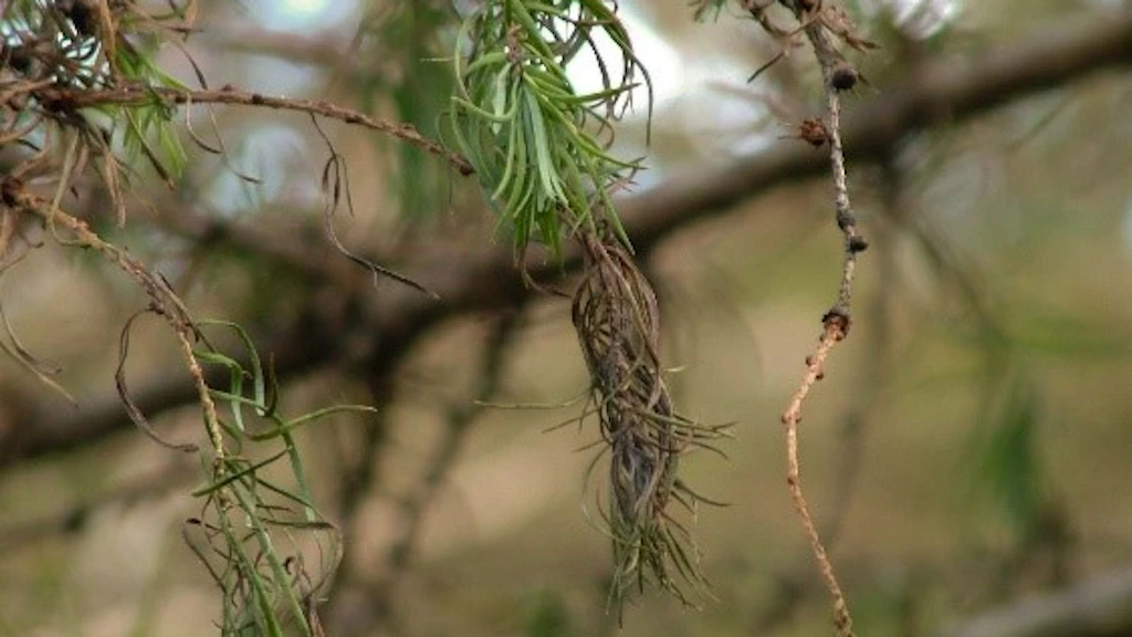 Symptômes d'infestation sur les aiguilles et les pousses du mélèze du Japon