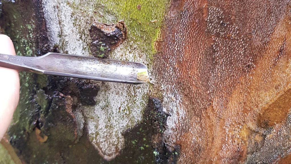 Prélèvement d'échantillons en cas de suspicion de chancre coloré du platane (Ceratocystis platani)