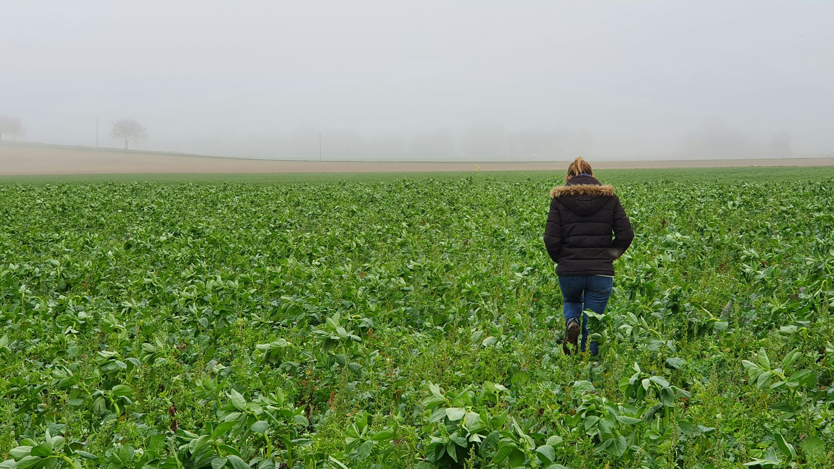 Personne dans une culture de colza
