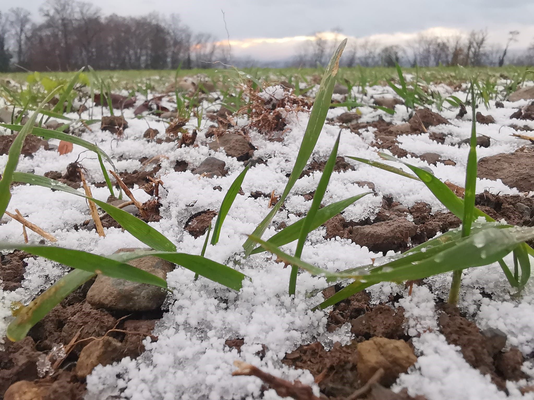 Blé d'hiver sous la neige