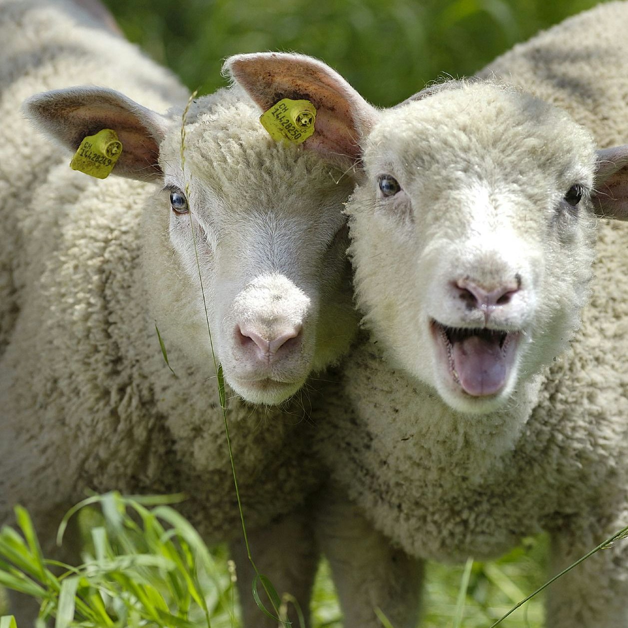 Deux moutons au pâturage