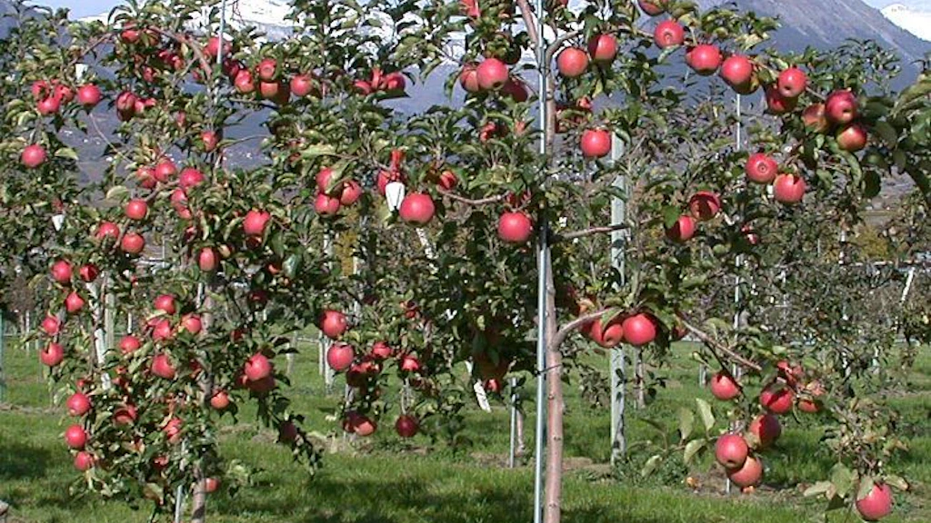 Verger avec un petit pommier au premier plan et des pommes rouges.