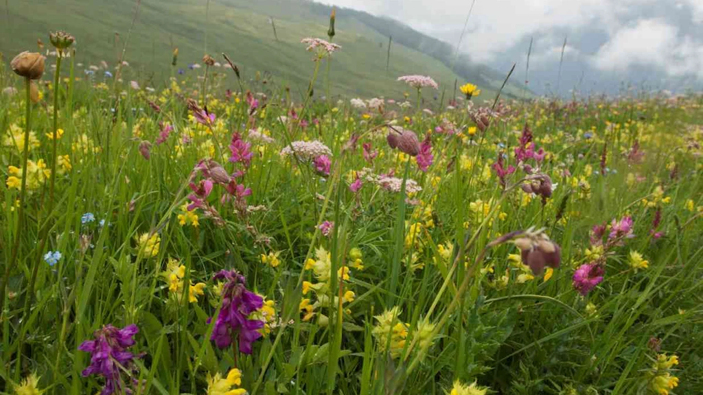 Prairie fleurie au premier plan, des nuages ​​s'accumulent