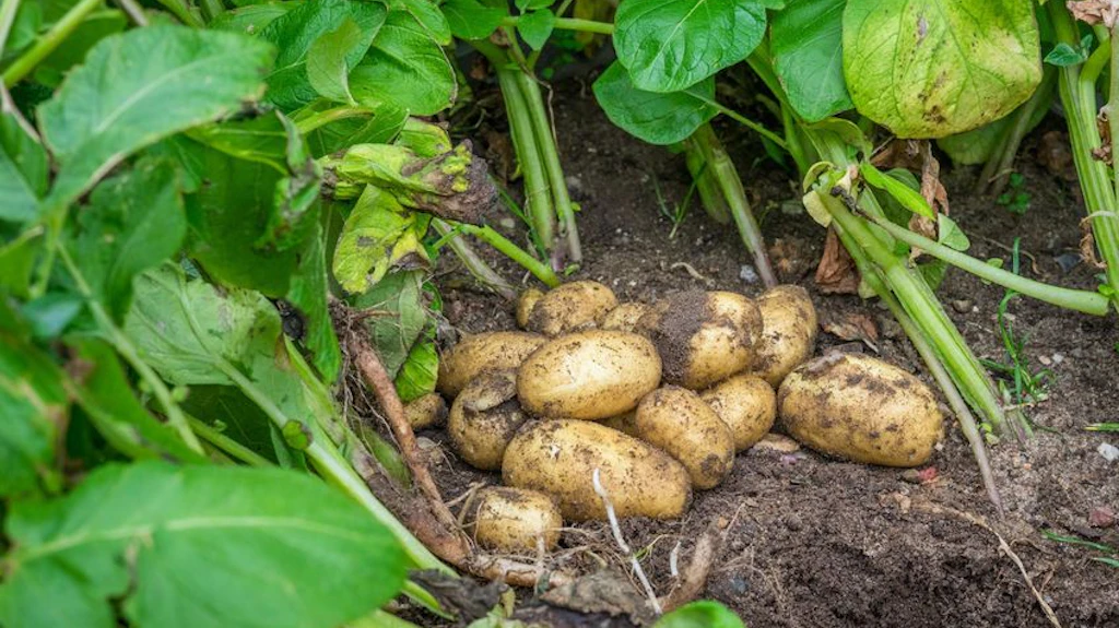 Pommes de terre fraîchement récoltées
