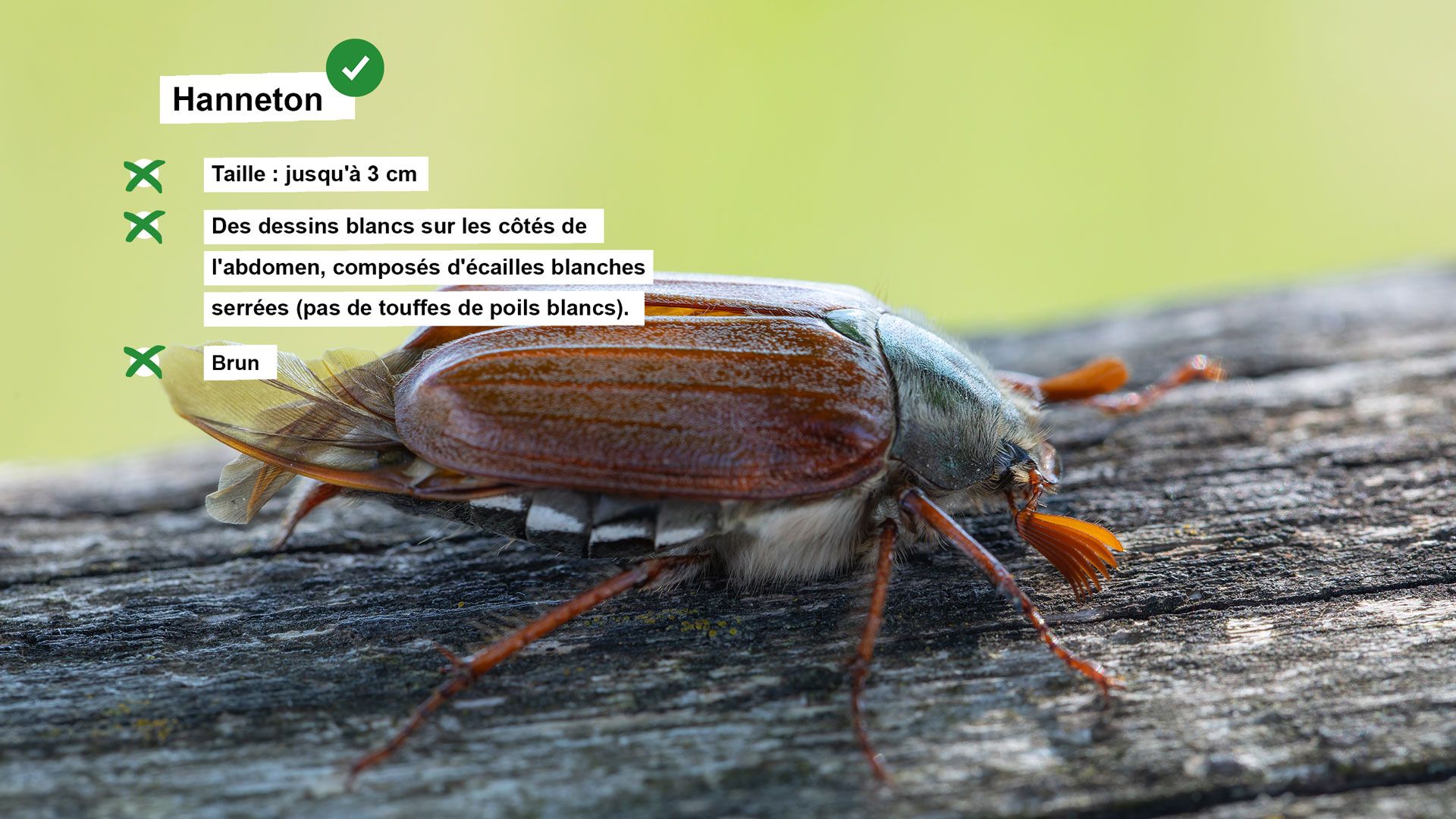Fiche d'information sur le hanneton