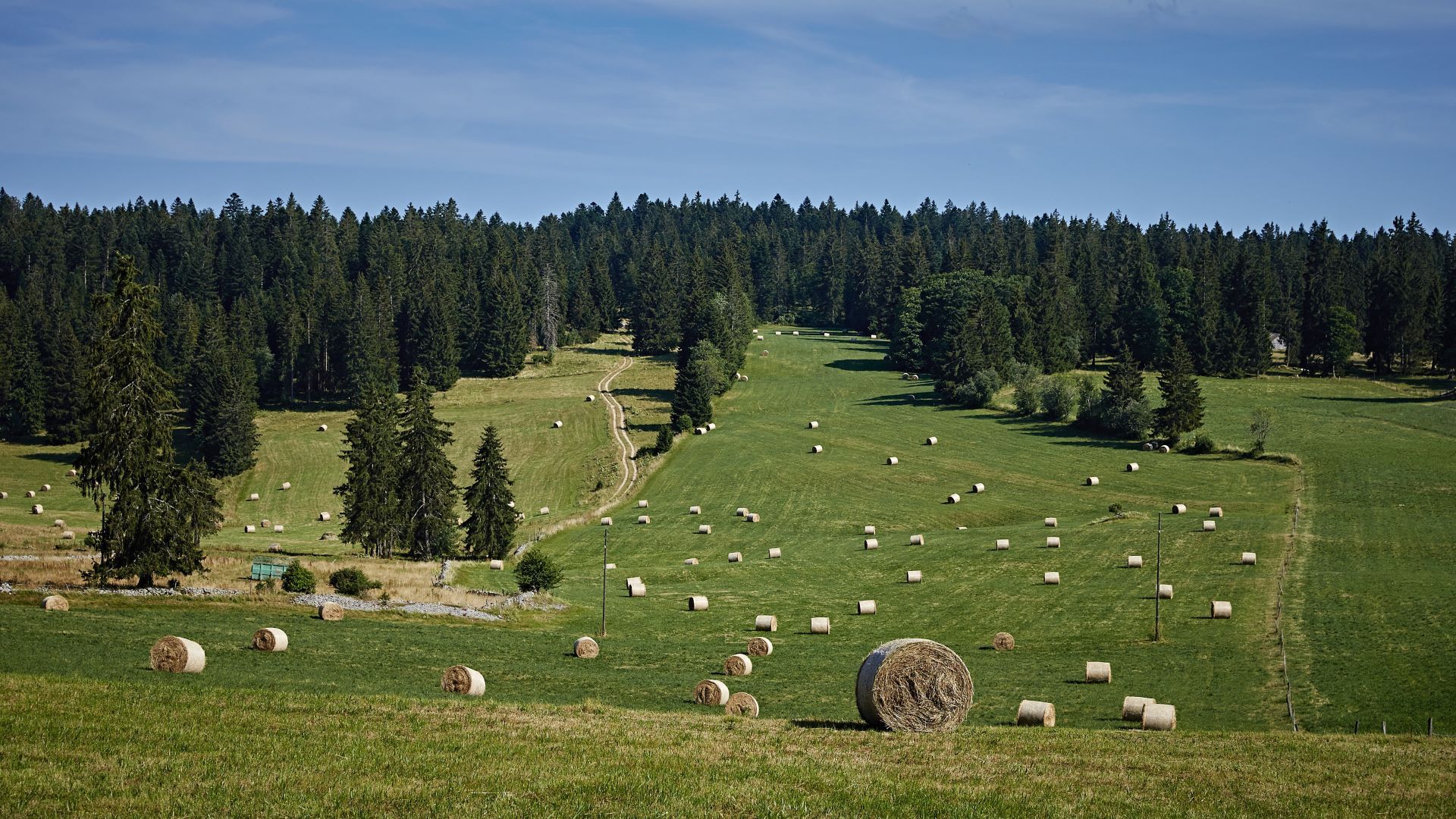 Balles de foin dans un pré, derrière une forêt