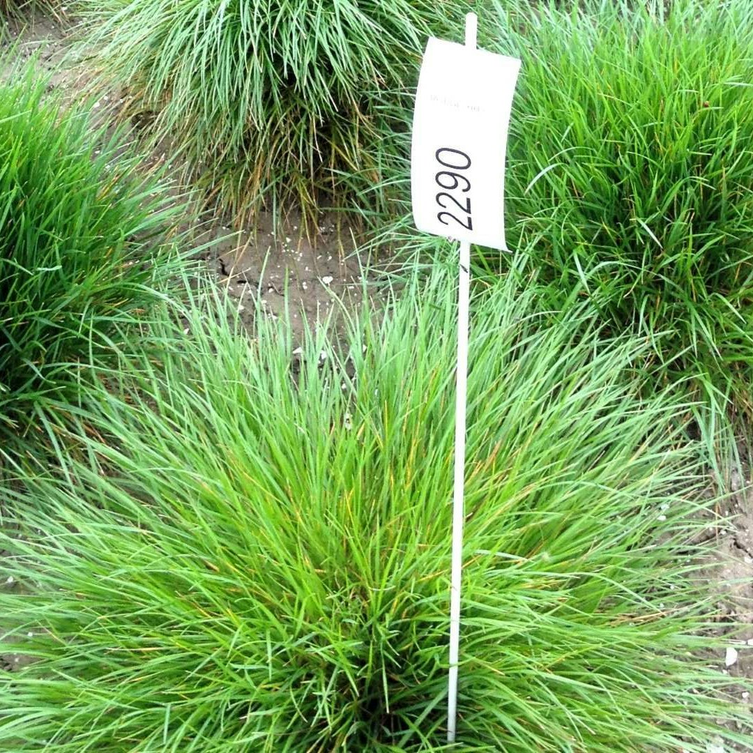 Variétés végétales soumises à l’examen technique des variétés.