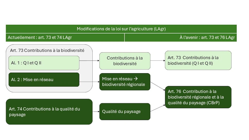 La contribution CBrP (art. 76 LAgr) est un nouvel instrument qui remplace la contribution pour la mise en réseau (art. 73, al. 2, LAgr) et la contribution à la qualité du paysage (art. 74 LAgr). Les contributions à la biodiversité (QI et QII) visées à l’art. 73 LAgr sont maintenues.