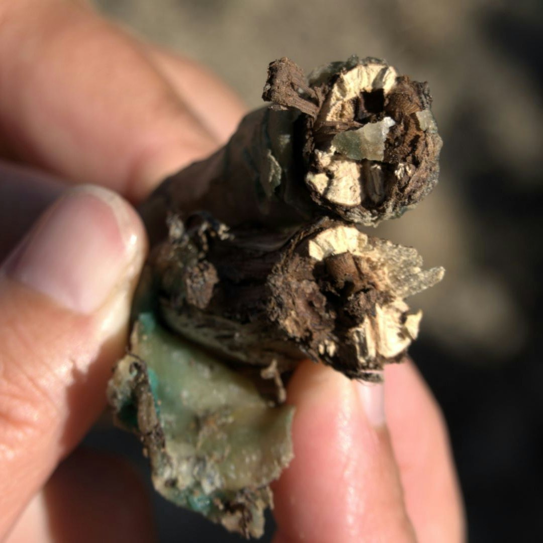 La soudure au point de greffe entre le greffon et le porte-greffe est insuffisante. C’est pourquoi le greffon, qui se dessèche et meurt, ne convient pas comme plant.