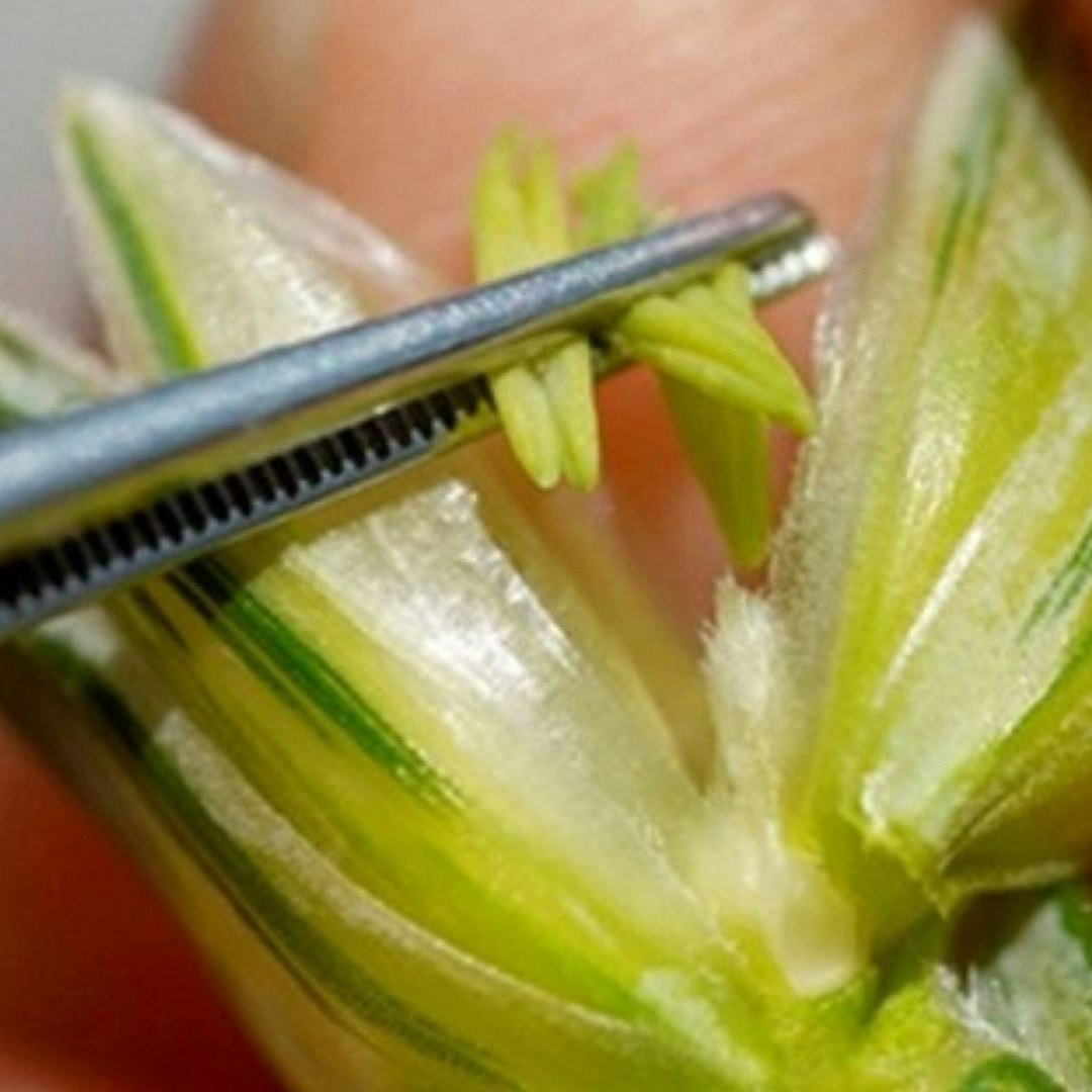 Suppression des étamines sur la variété utilisée comme plante femelle (image) dans le processus de croisement de deux variétés.