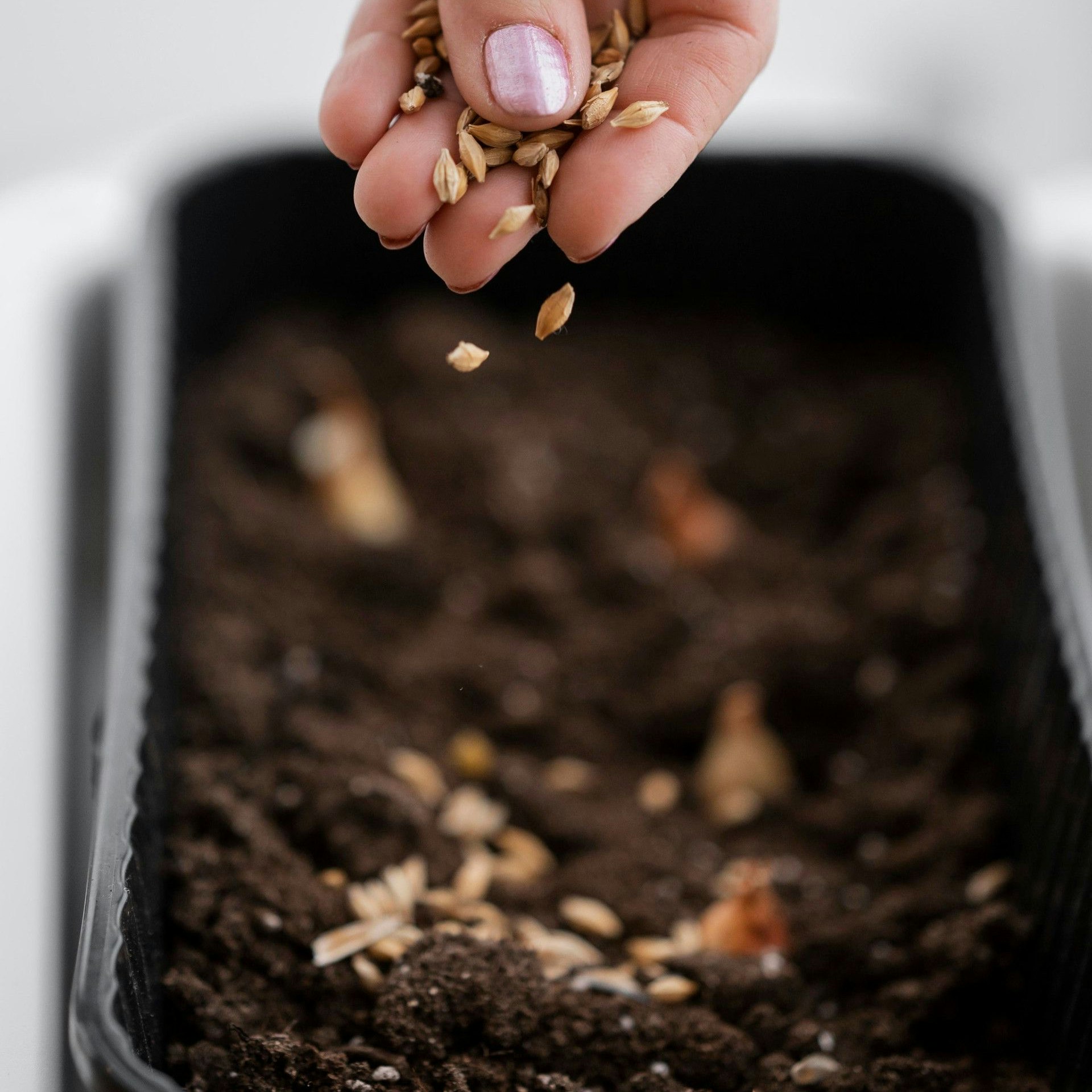 Semences répandues à la main dans un pot de fleur