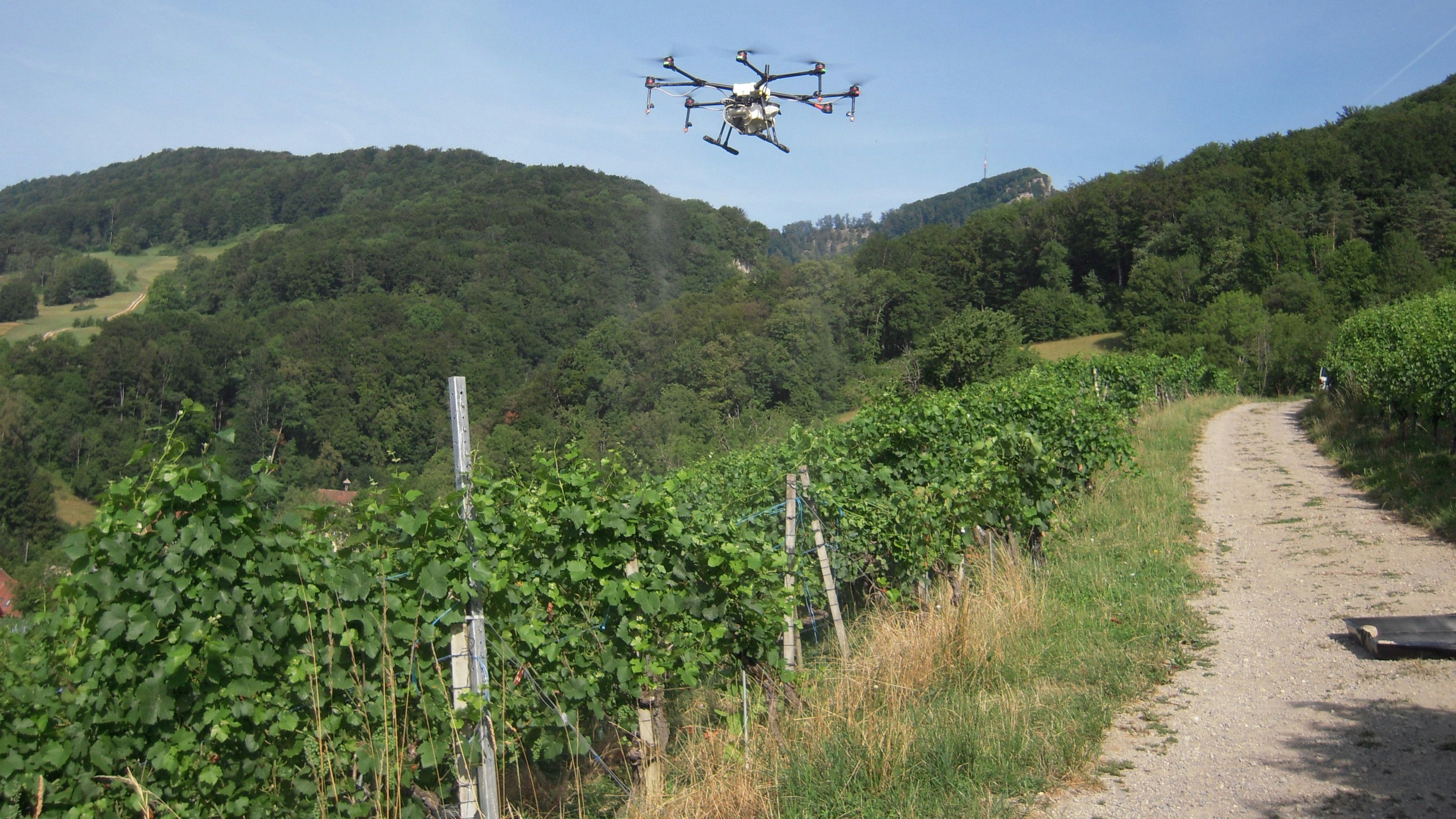 Un drone au-dessus des vignes
