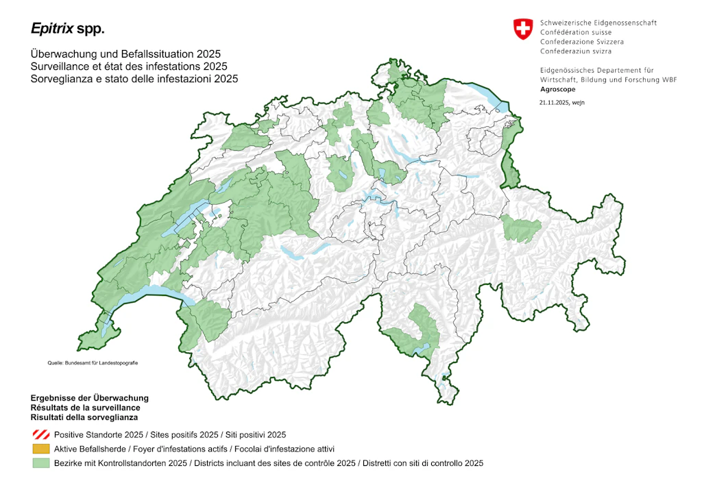Carte finale de la surveillance et état des infestations altises de la pomme de terre 2025