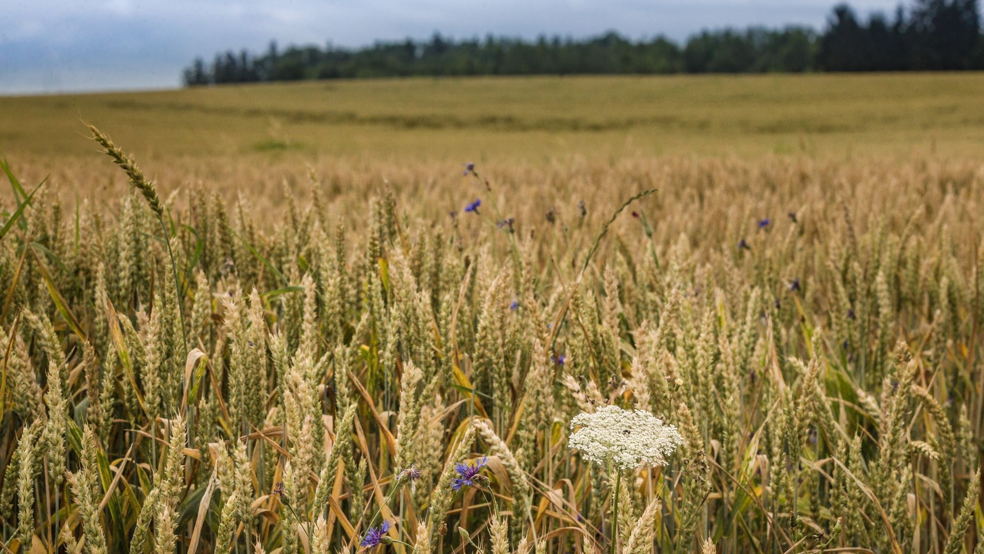 Fleurs dans un champ de céréales