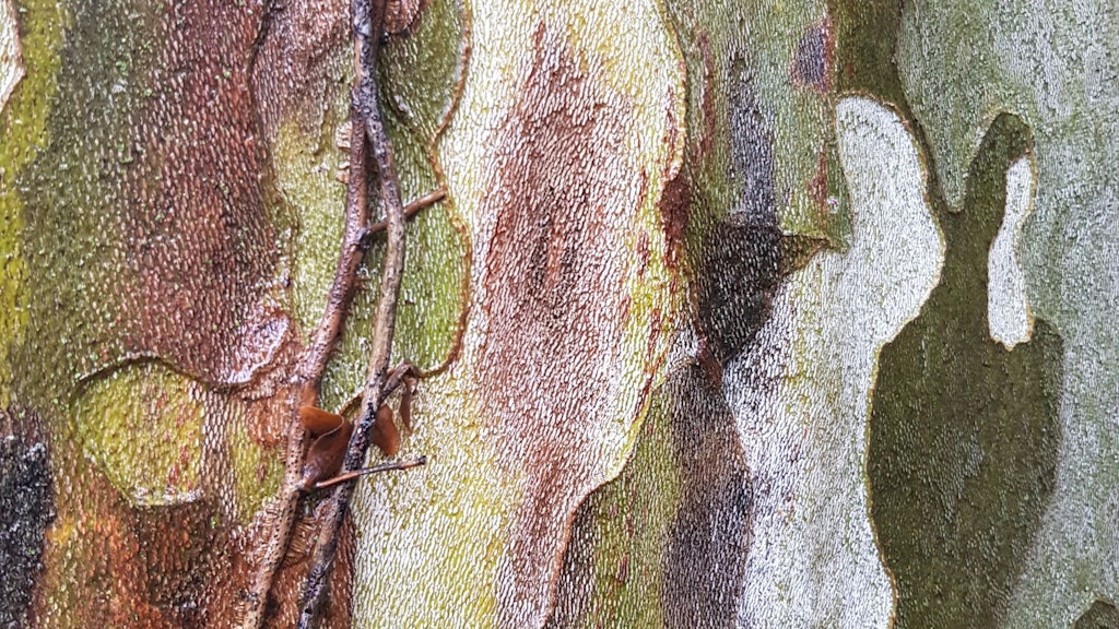 Decolorazione della corteccia di un platano a seguito di un’infestazione da Ceratocystis platani