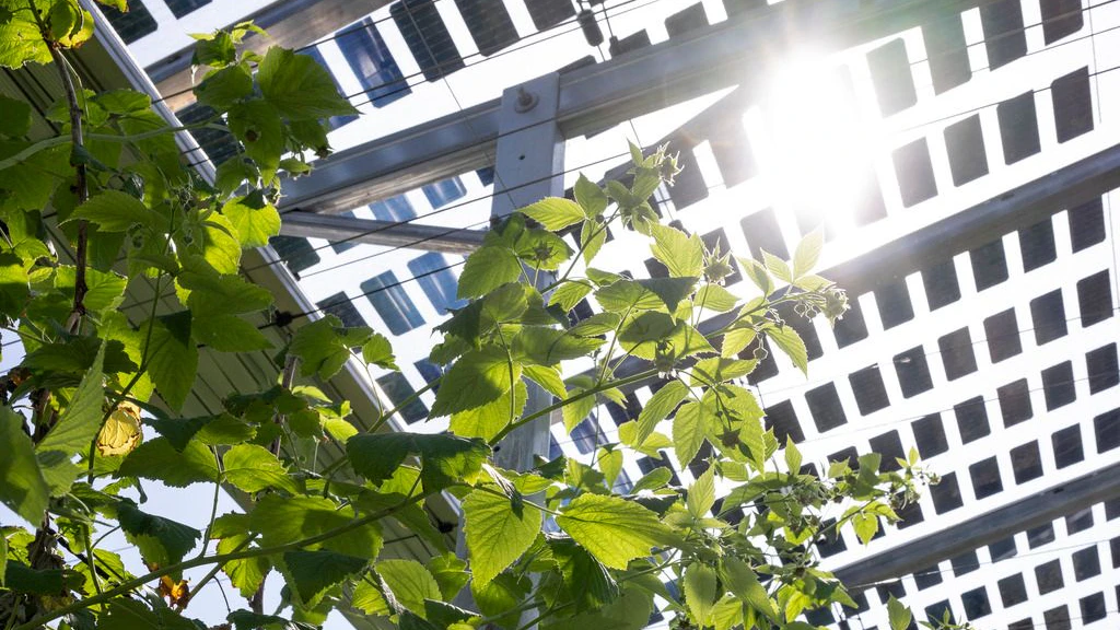 Sole splendente su una coltura di bacche in un impianto agrofotovoltaico